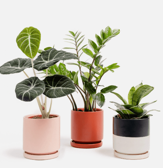 Momma Pots - 4.5" - The Plant Lady SF