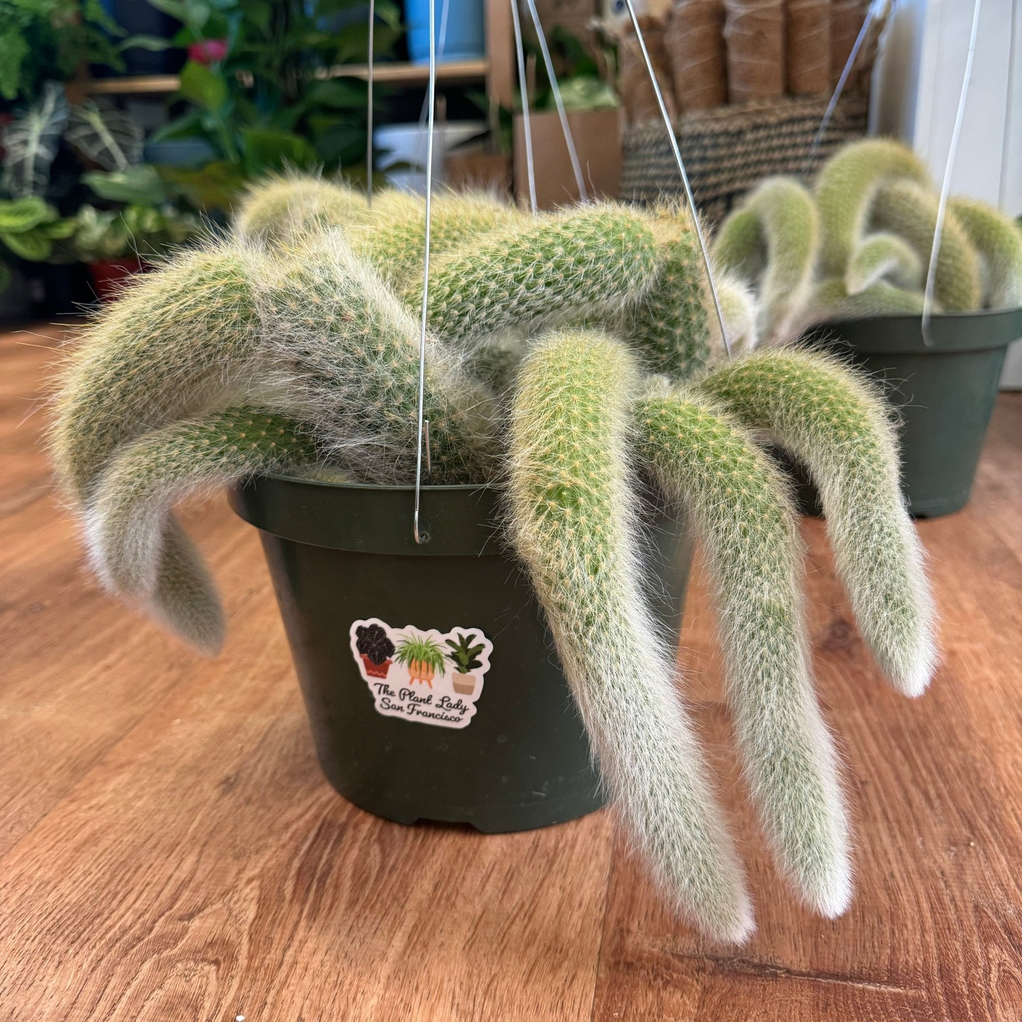 Monkey Tail (Cleistocactus winteri ssp. colademononis) – The Plant