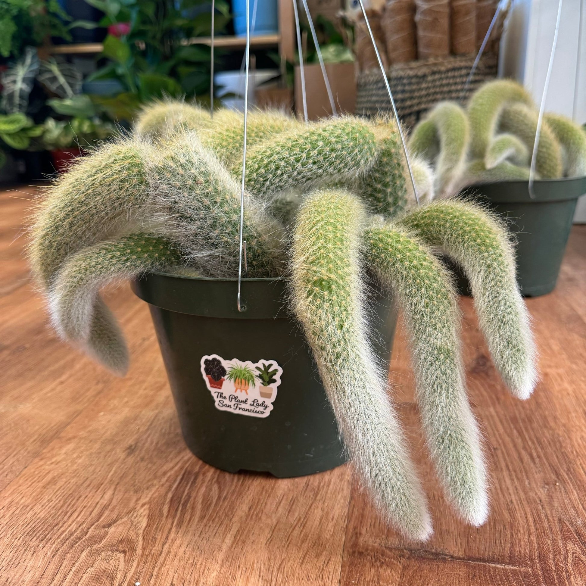 Monkey Tail (Cleistocactus winteri ssp. colademononis) - The Plant Lady SF