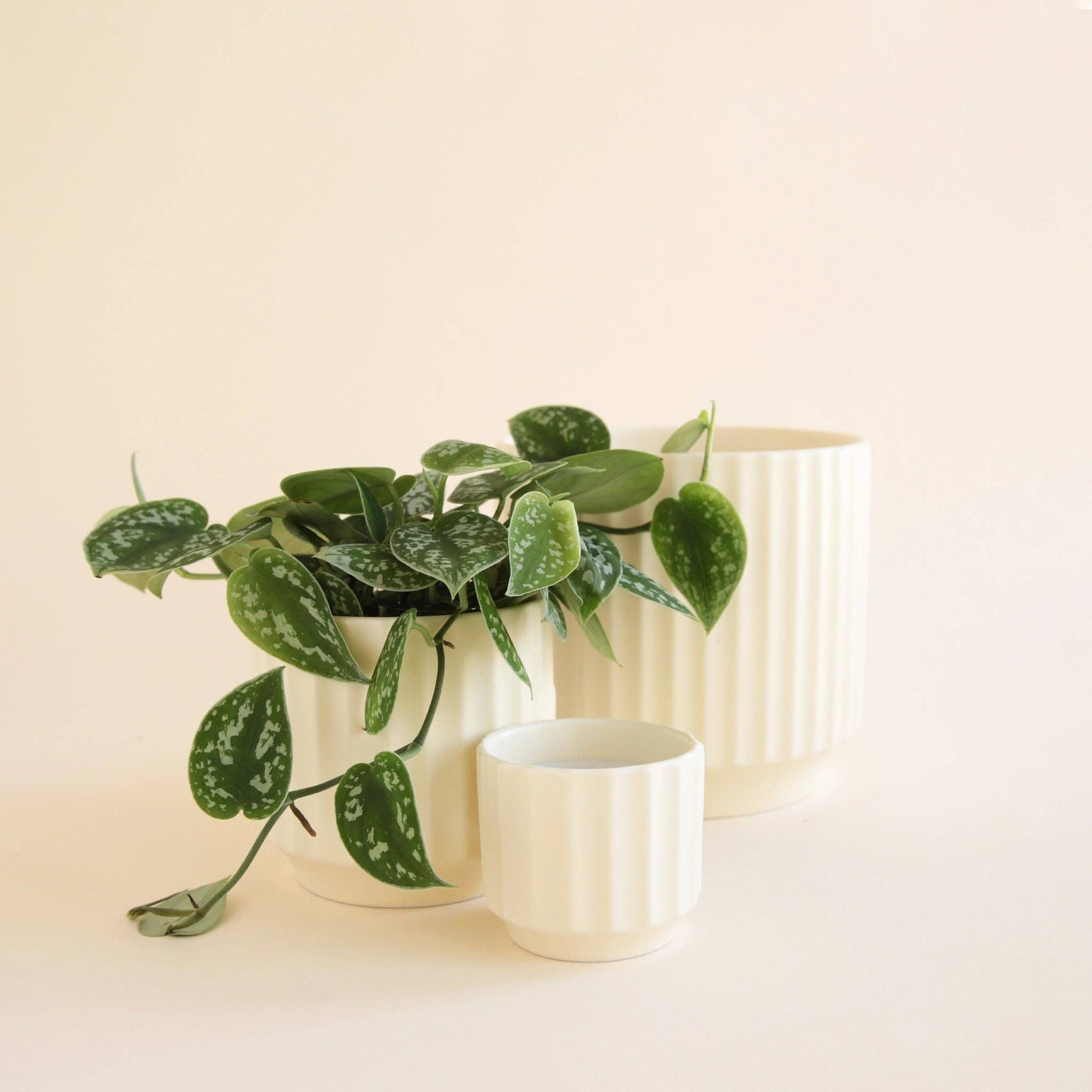 Monroe planter | Vintage white 3” - The Plant Lady SF