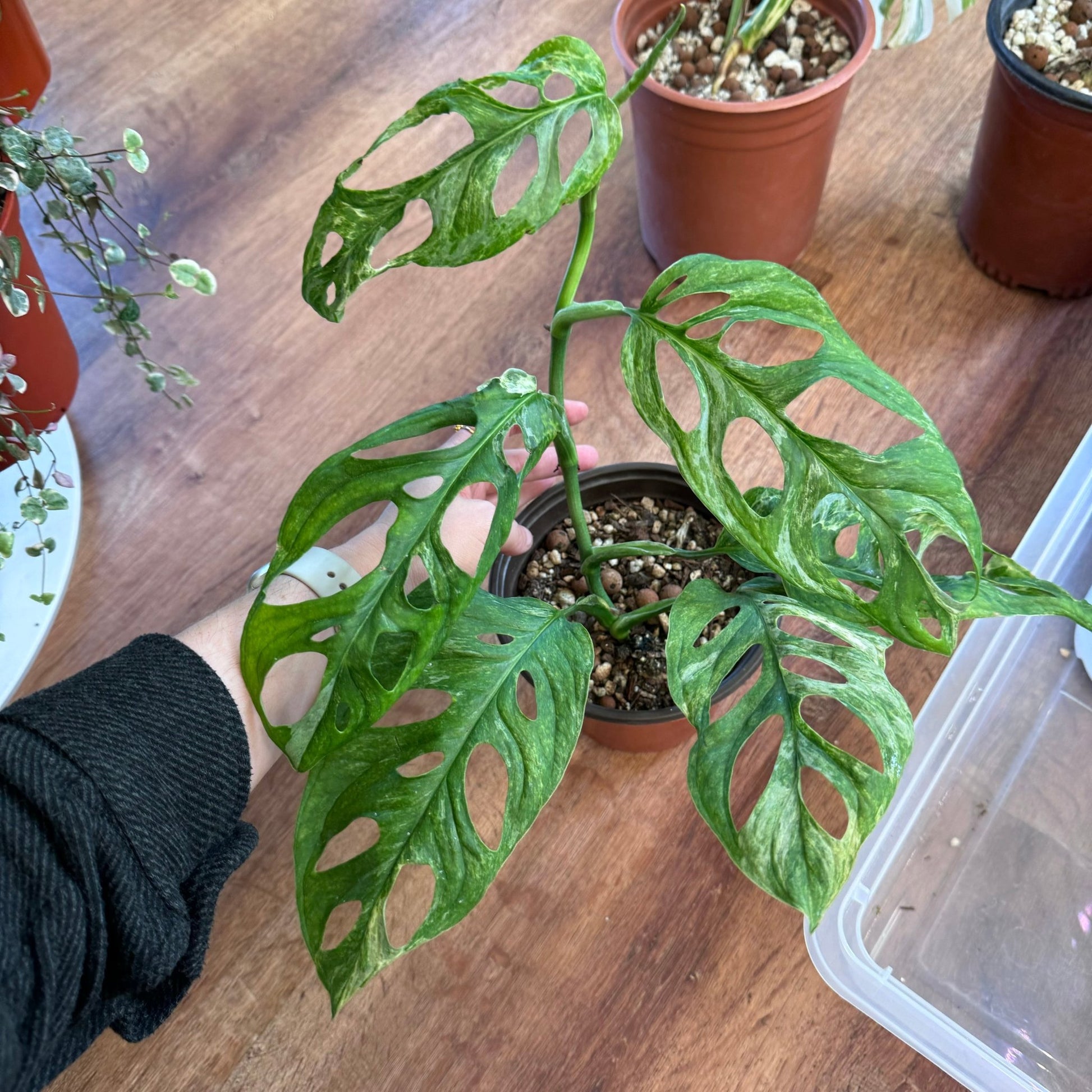 narrow leaf monstera adansonii Monstera adansonii 'Indonesian Mint' – The Plant Lady SF