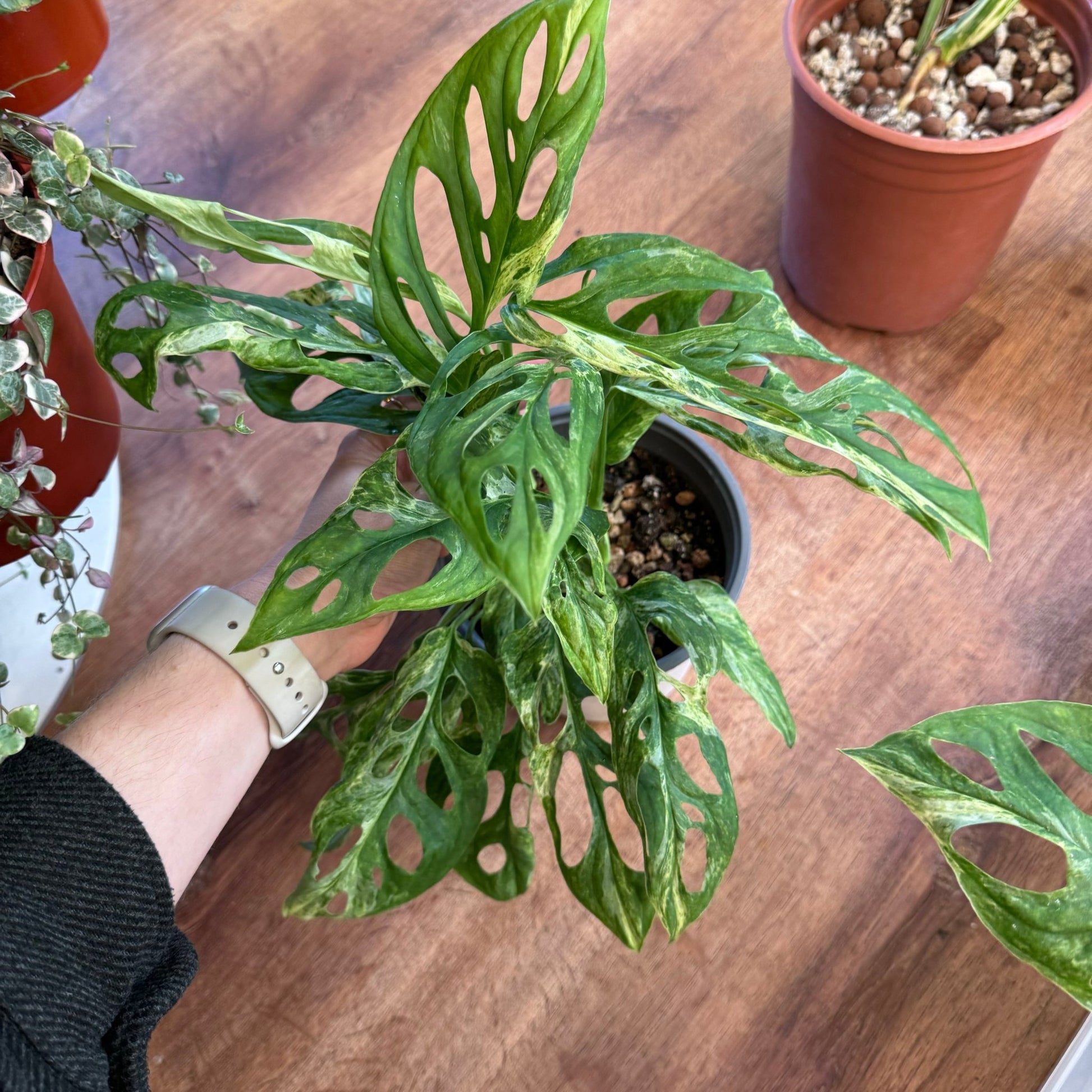 monstera adansonii marble Monstera adansonii 'Indonesian Mint' – The Plant Lady SF