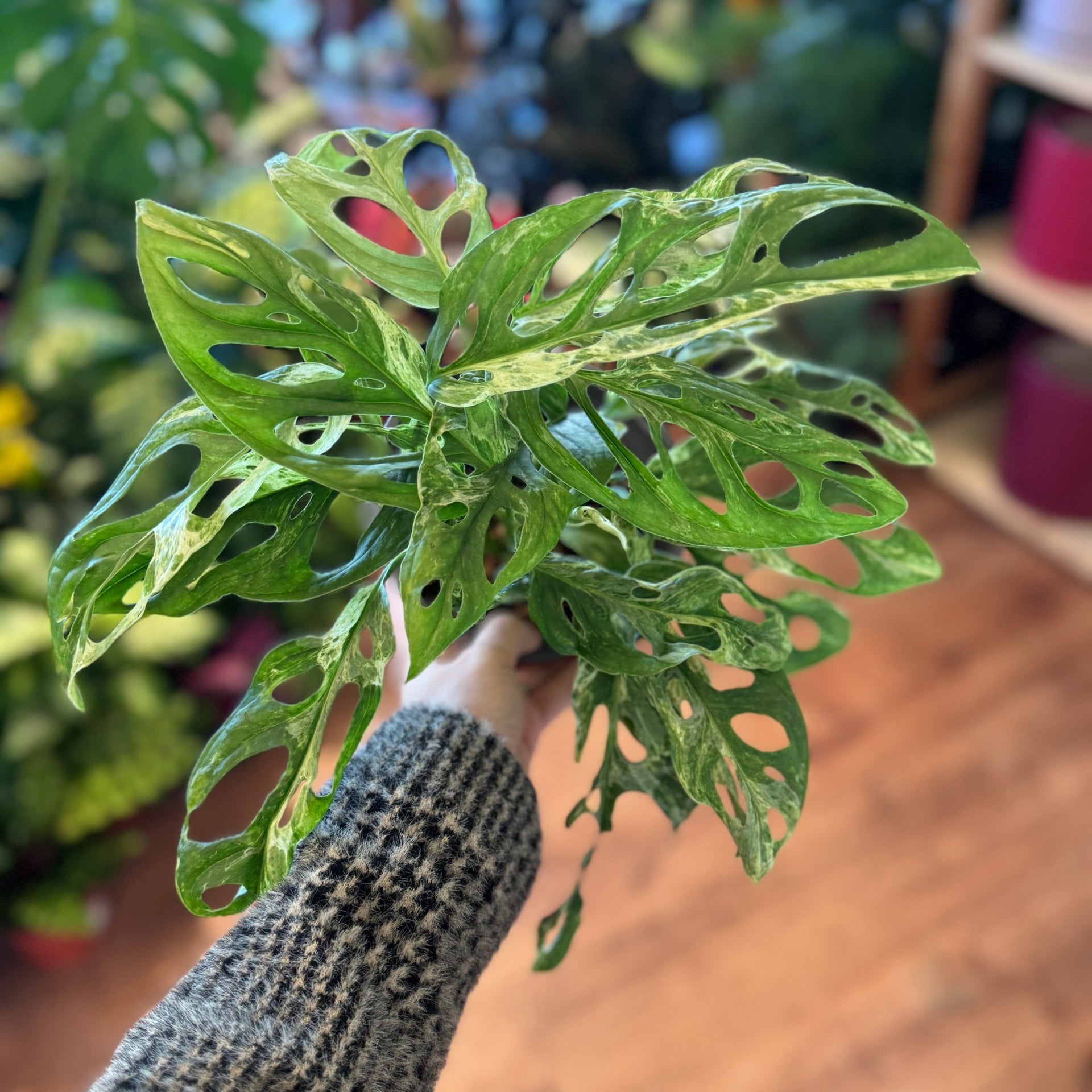 monstera adansonii mint dehner Monstera adansonii 'Indonesian Mint' – The Plant Lady SF