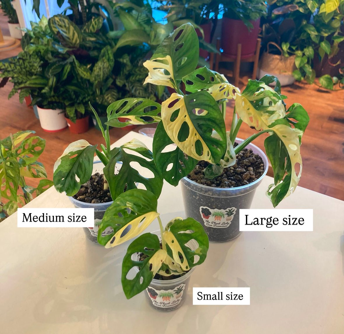 small monstera adansonii Monstera adansonii ‘Japanese tri-color’ - Variegated