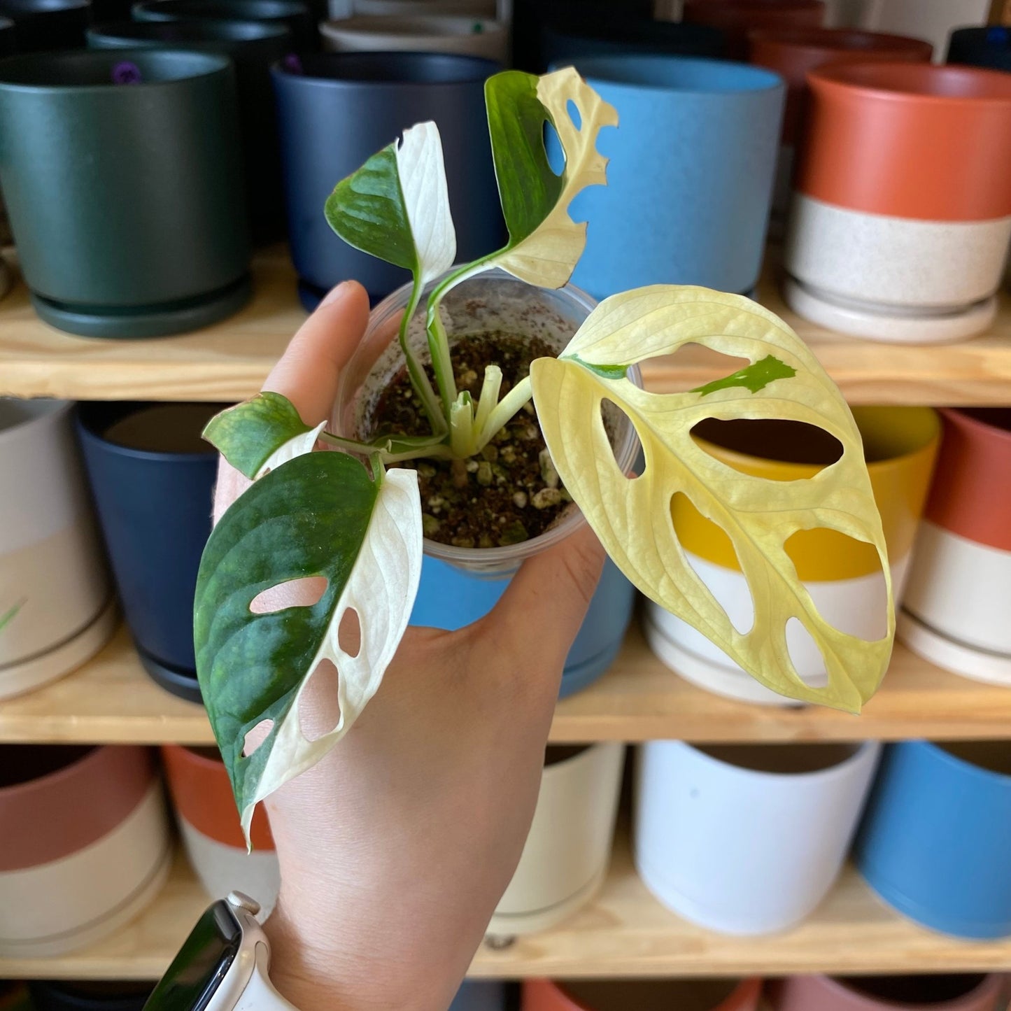 Monstera adansonii ‘Japanese tri - color’ - Variegated - The Plant Lady SF