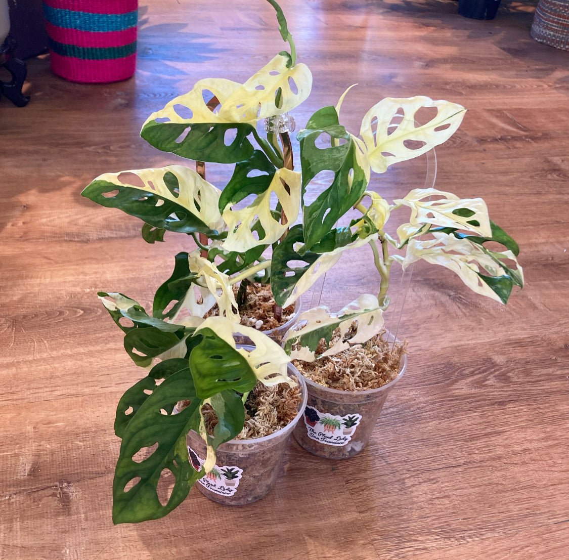 Monstera adansonii ‘Japanese tri - color’ - Variegated - The Plant Lady SF