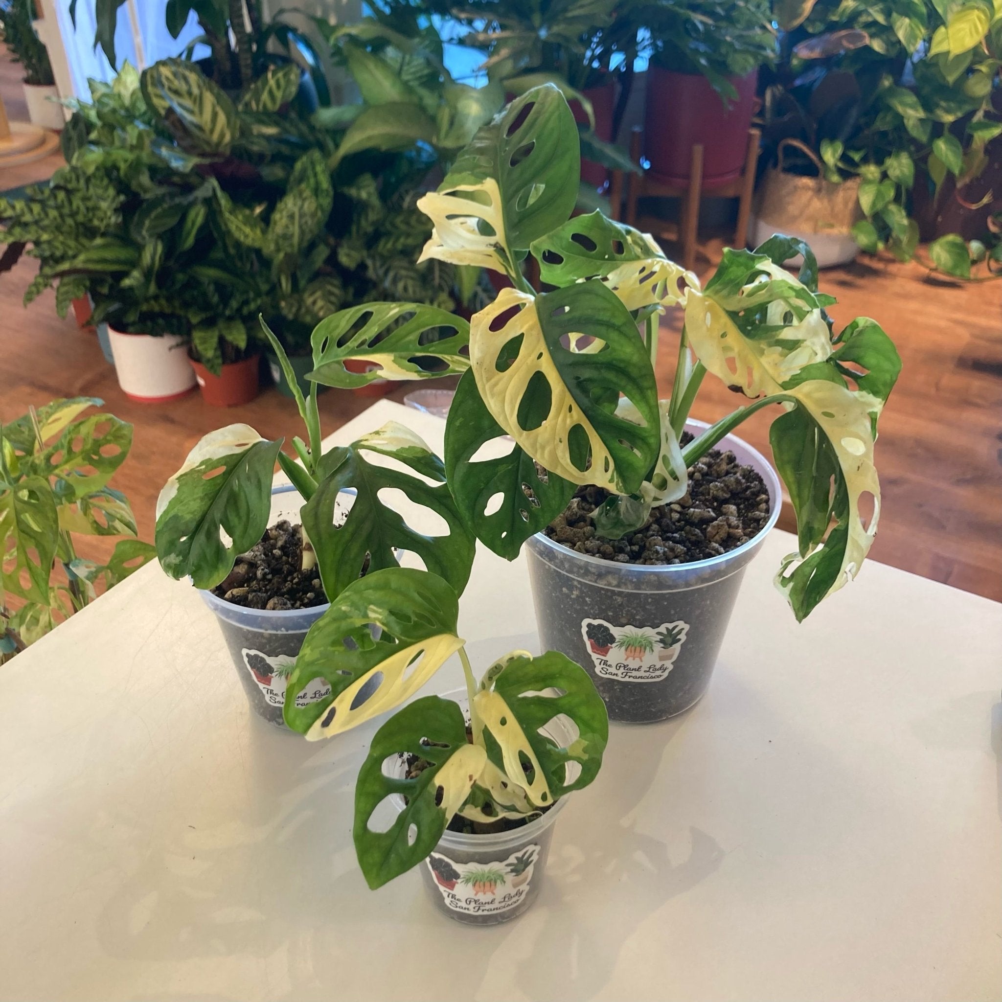 Monstera adansonii 'Japanese tri-color' - Variegated – The Plant