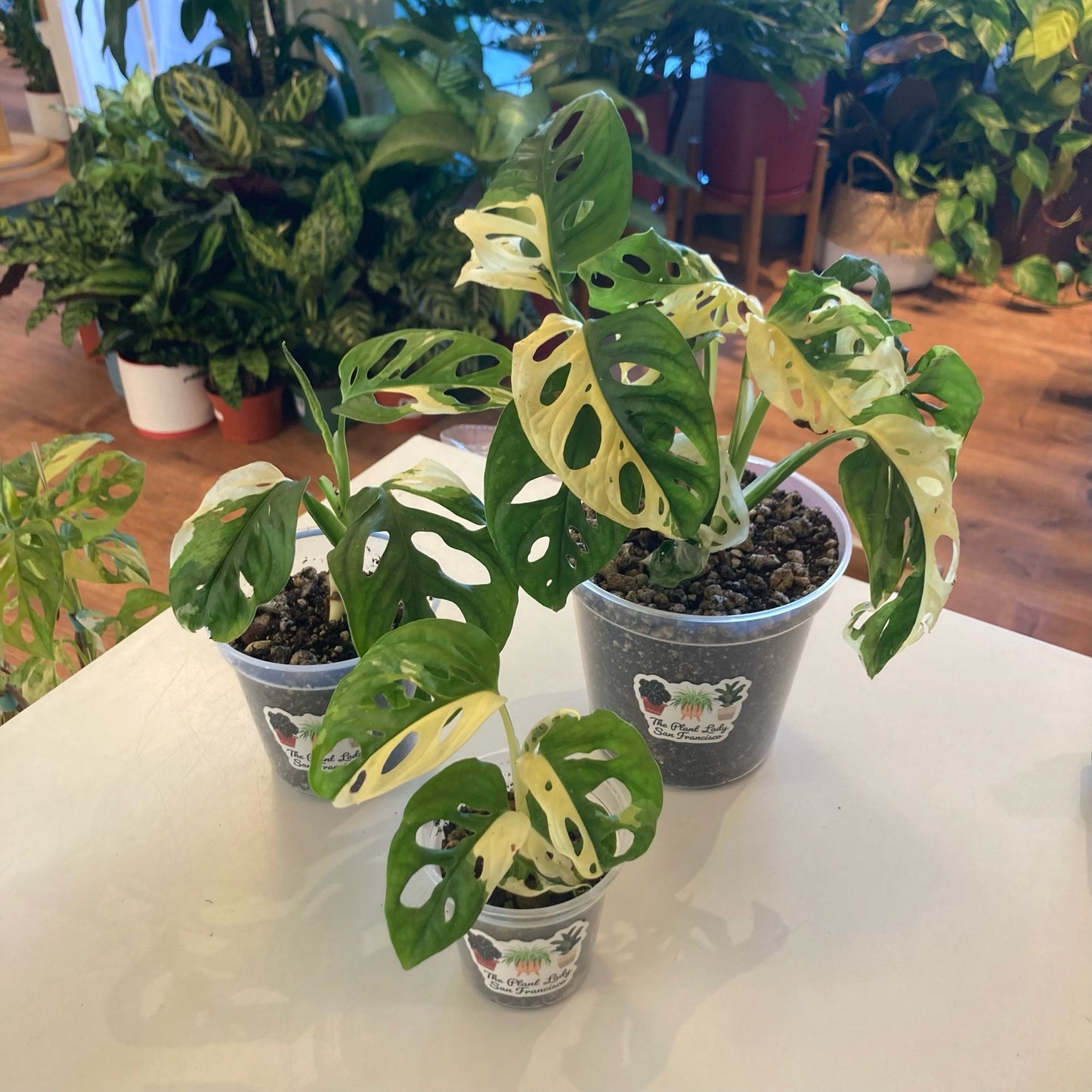 Monstera adansonii ‘Japanese tri - color’ - Variegated - The Plant Lady SF