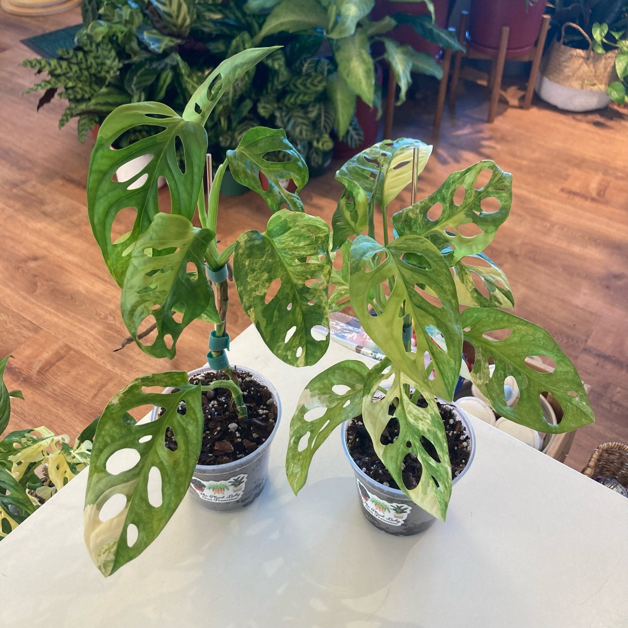 Monstera adansonii variegata 'Aurea' – The Plant Lady SF