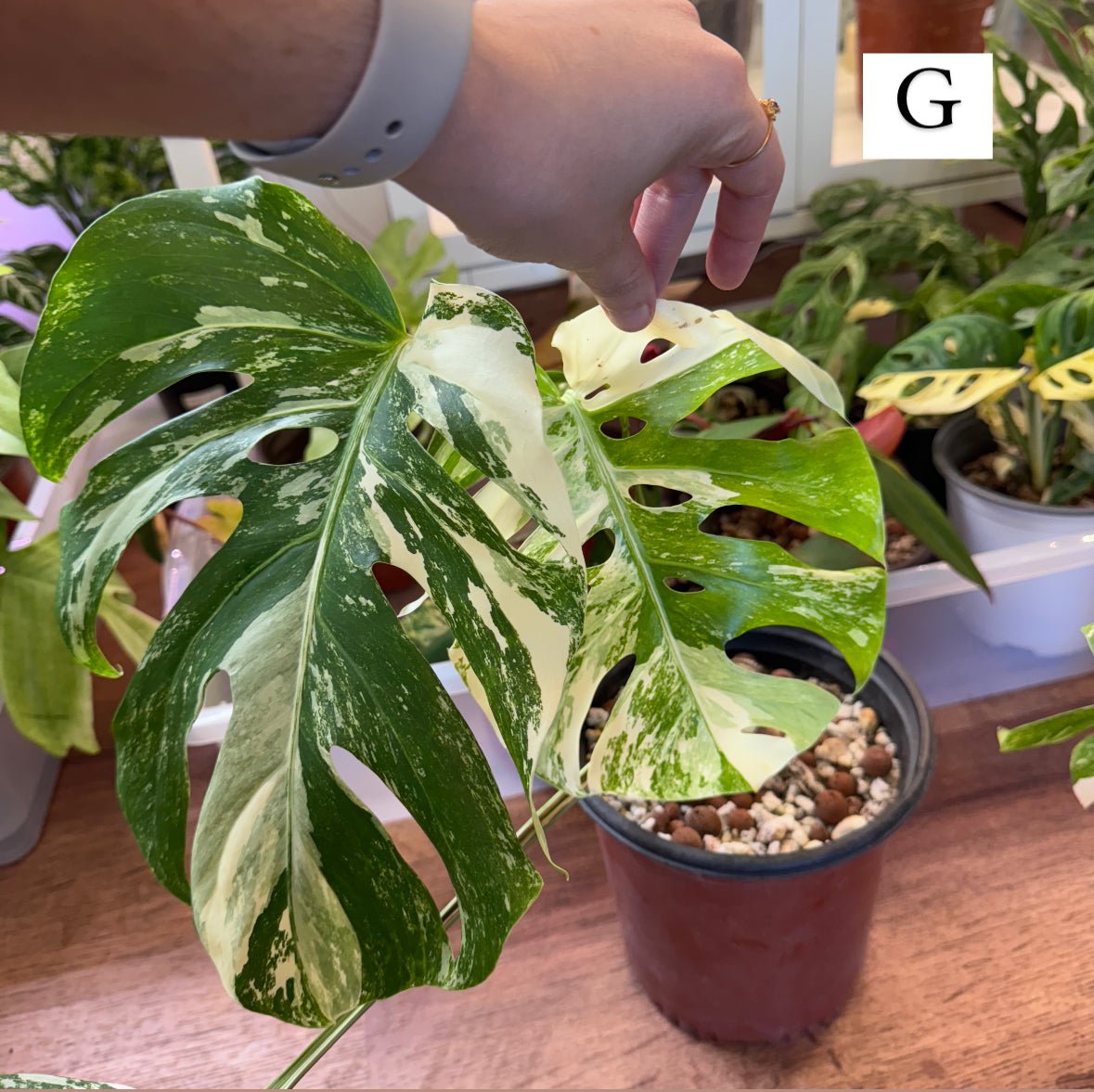 Monstera 'Albo' (Monstera deliciosa var. borsigiana albo - variegata) - The Plant Lady SF