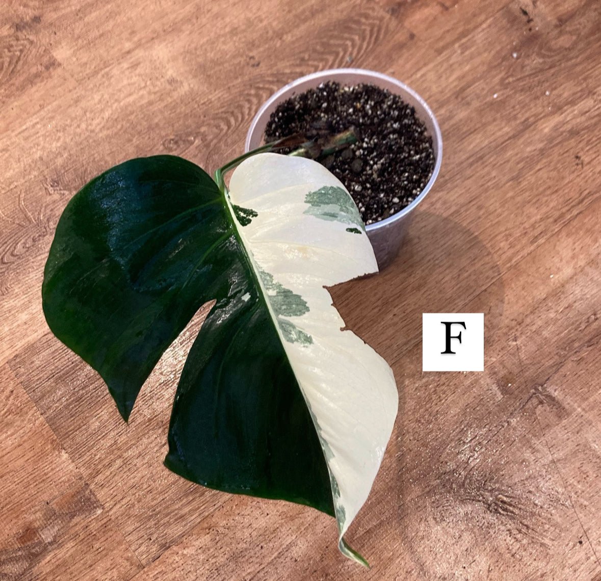 Monstera 'Albo' (Monstera deliciosa var. borsigiana albo - variegata) - The Plant Lady SF