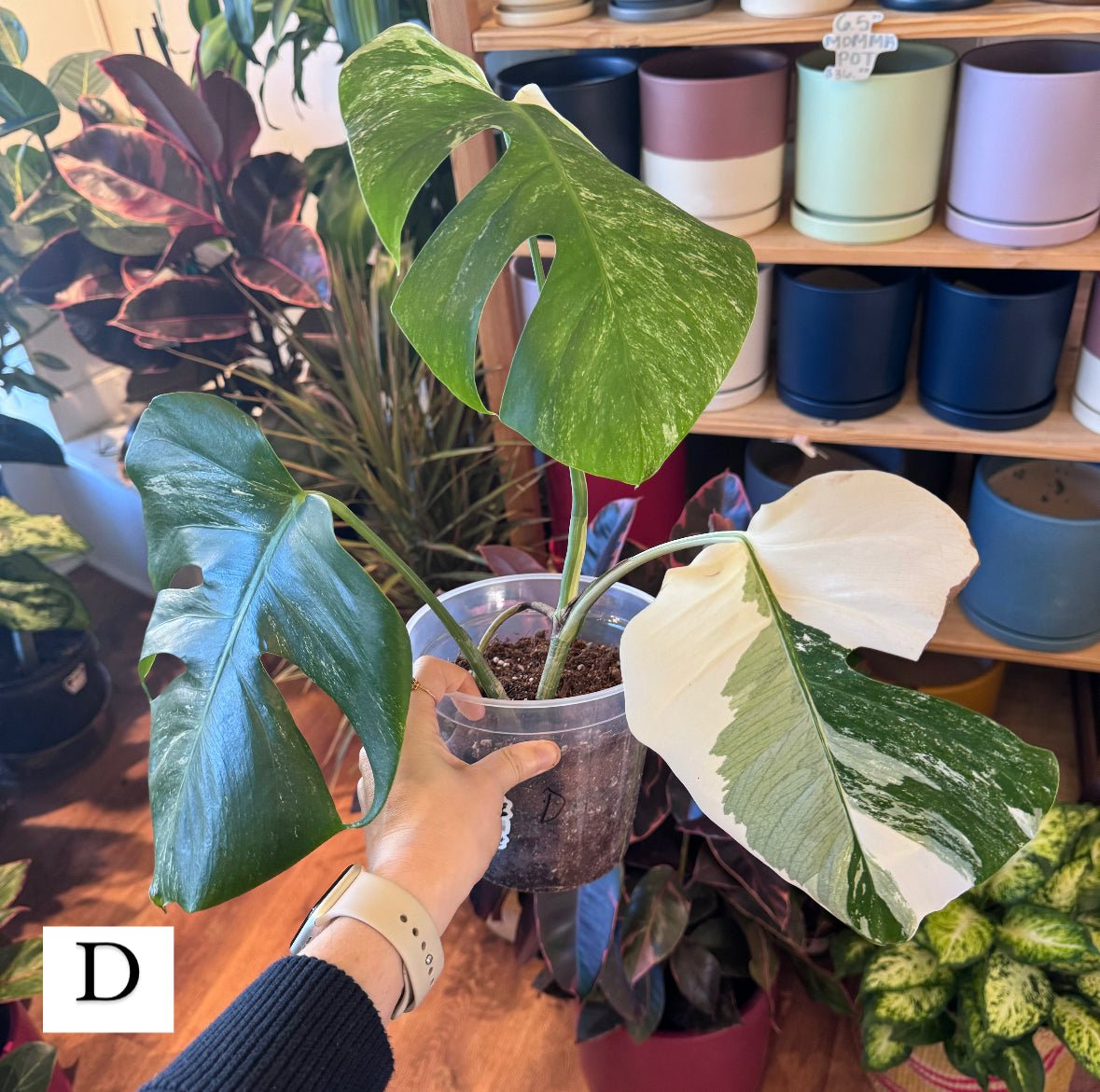 Monstera 'Albo' (Monstera deliciosa var. borsigiana albo - variegata) - The Plant Lady SF