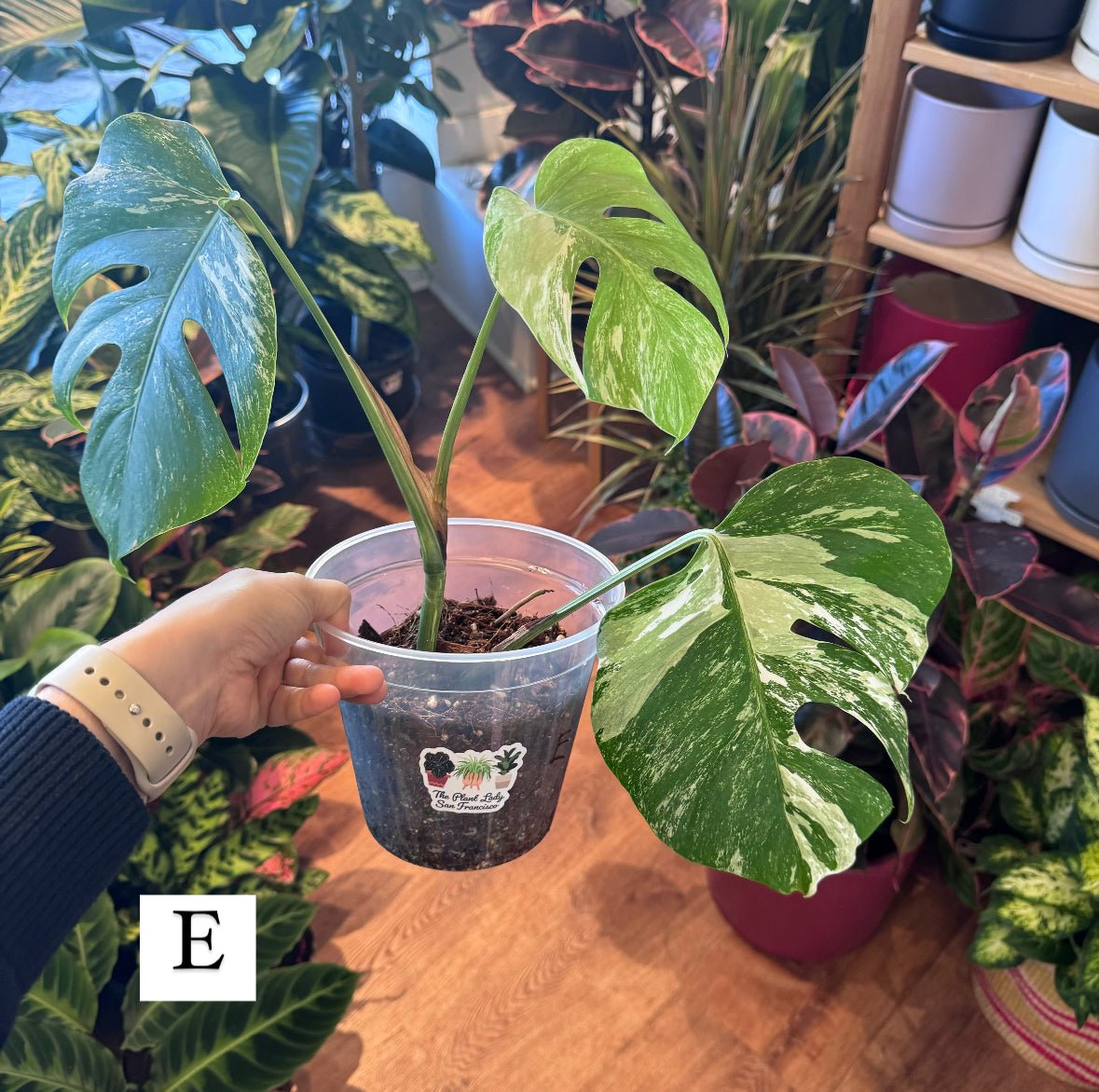 Monstera 'Albo' (Monstera deliciosa var. borsigiana albo - variegata) - The Plant Lady SF