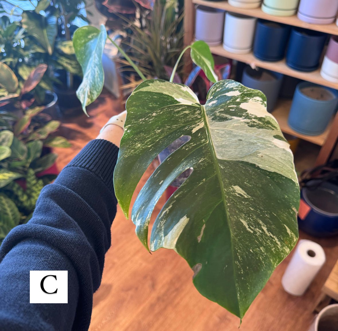 Monstera 'Albo' (Monstera deliciosa var. borsigiana albo - variegata) - The Plant Lady SF