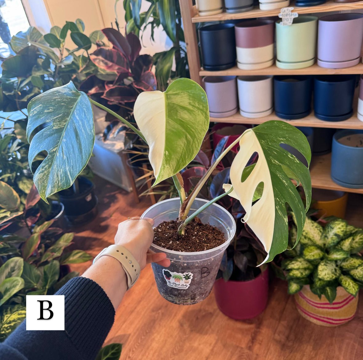 Monstera 'Albo' (Monstera deliciosa var. borsigiana albo - variegata) - The Plant Lady SF