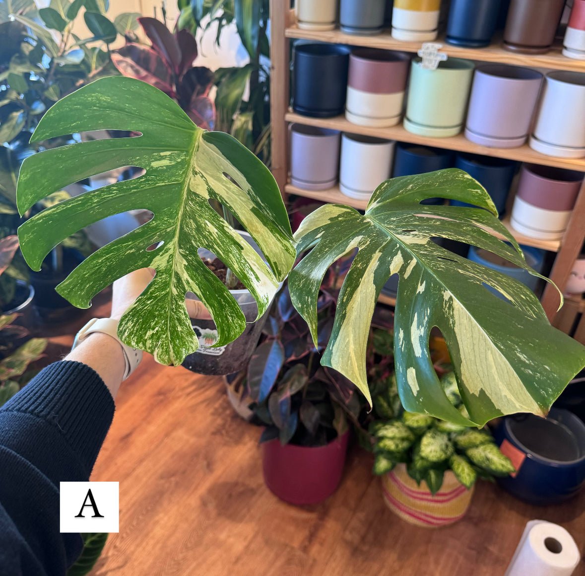 monstera deliciosa var borsigiana Monstera 'Albo' (Monstera deliciosa var. borsigiana albo-variegata) – The Plant Lady SF