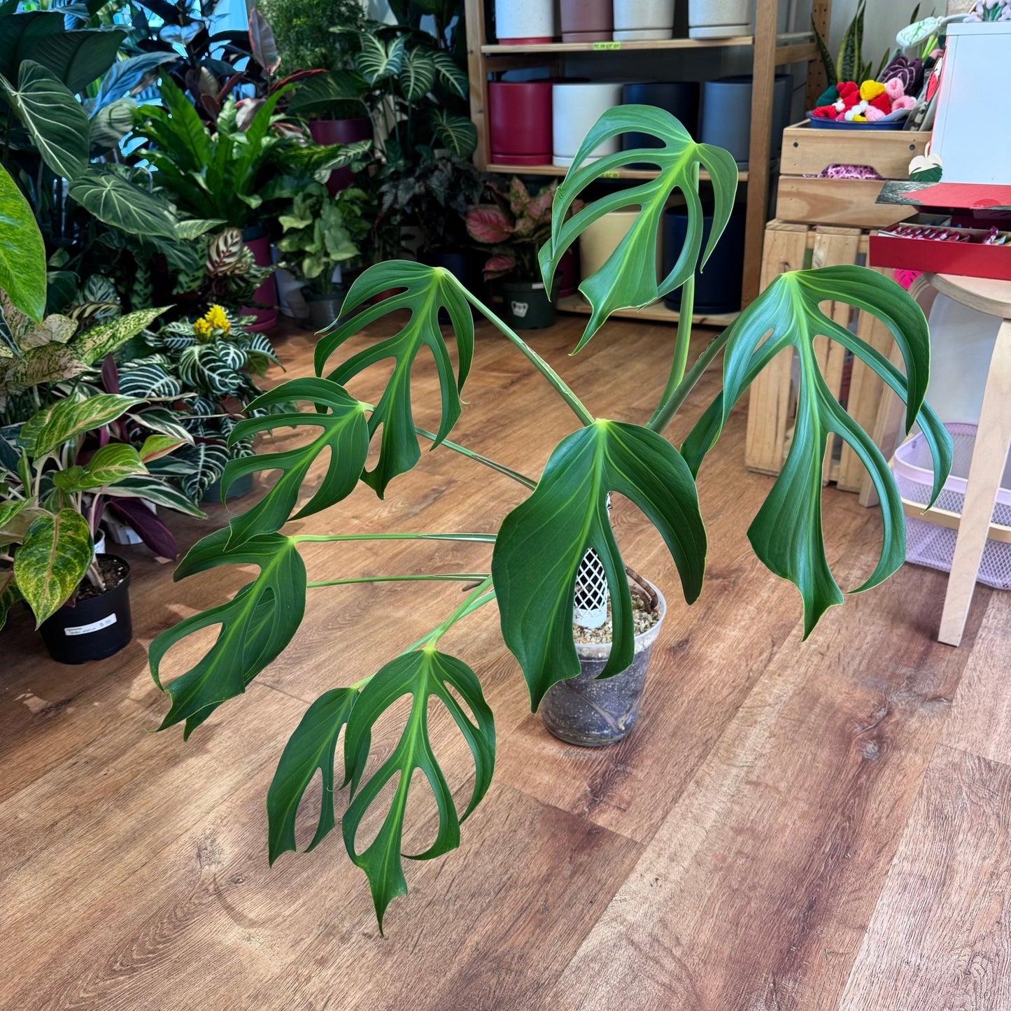 Monstera 'Burle Marx Flame' - The Plant Lady SF