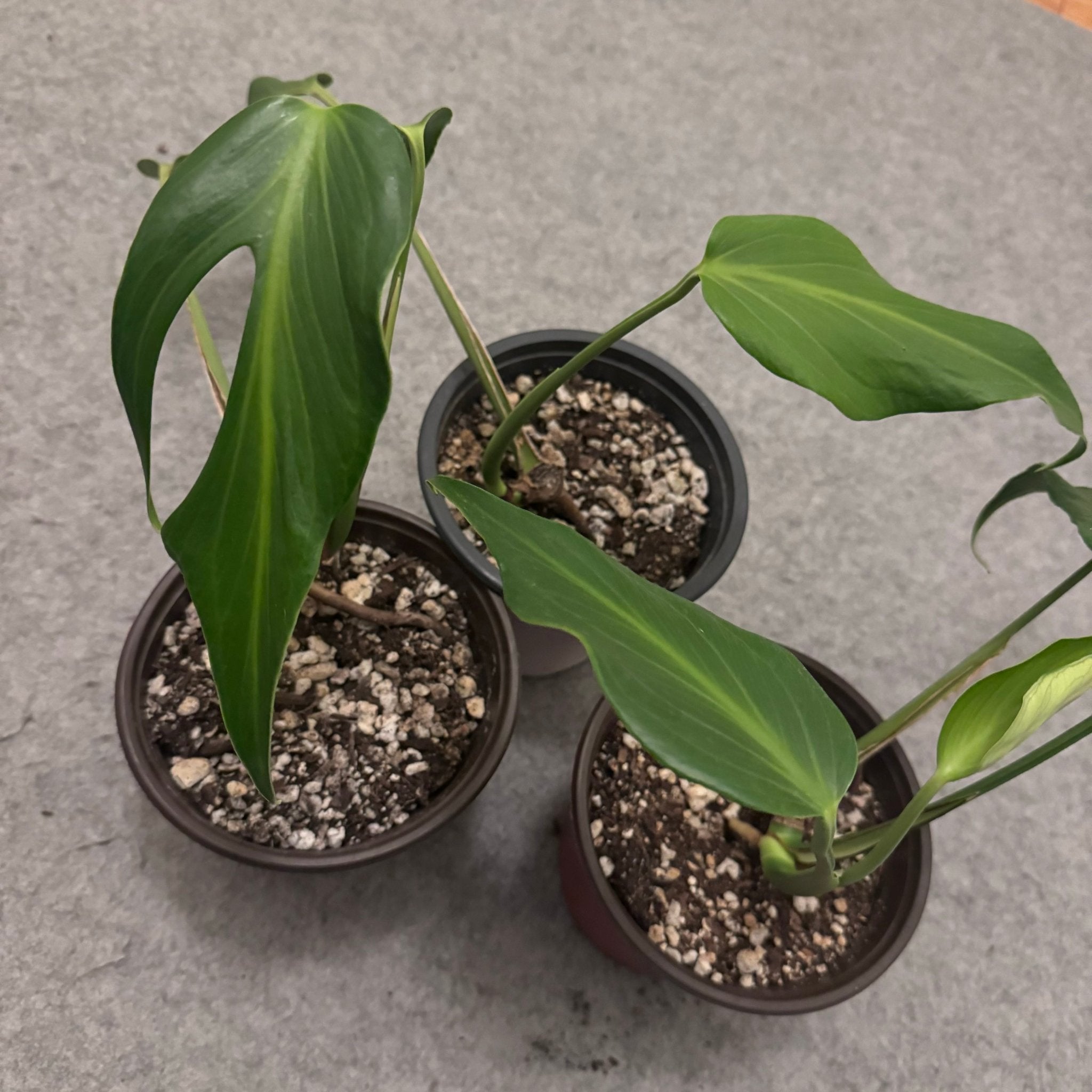 Monstera 'Burle Marx Flame' – The Plant Lady SF