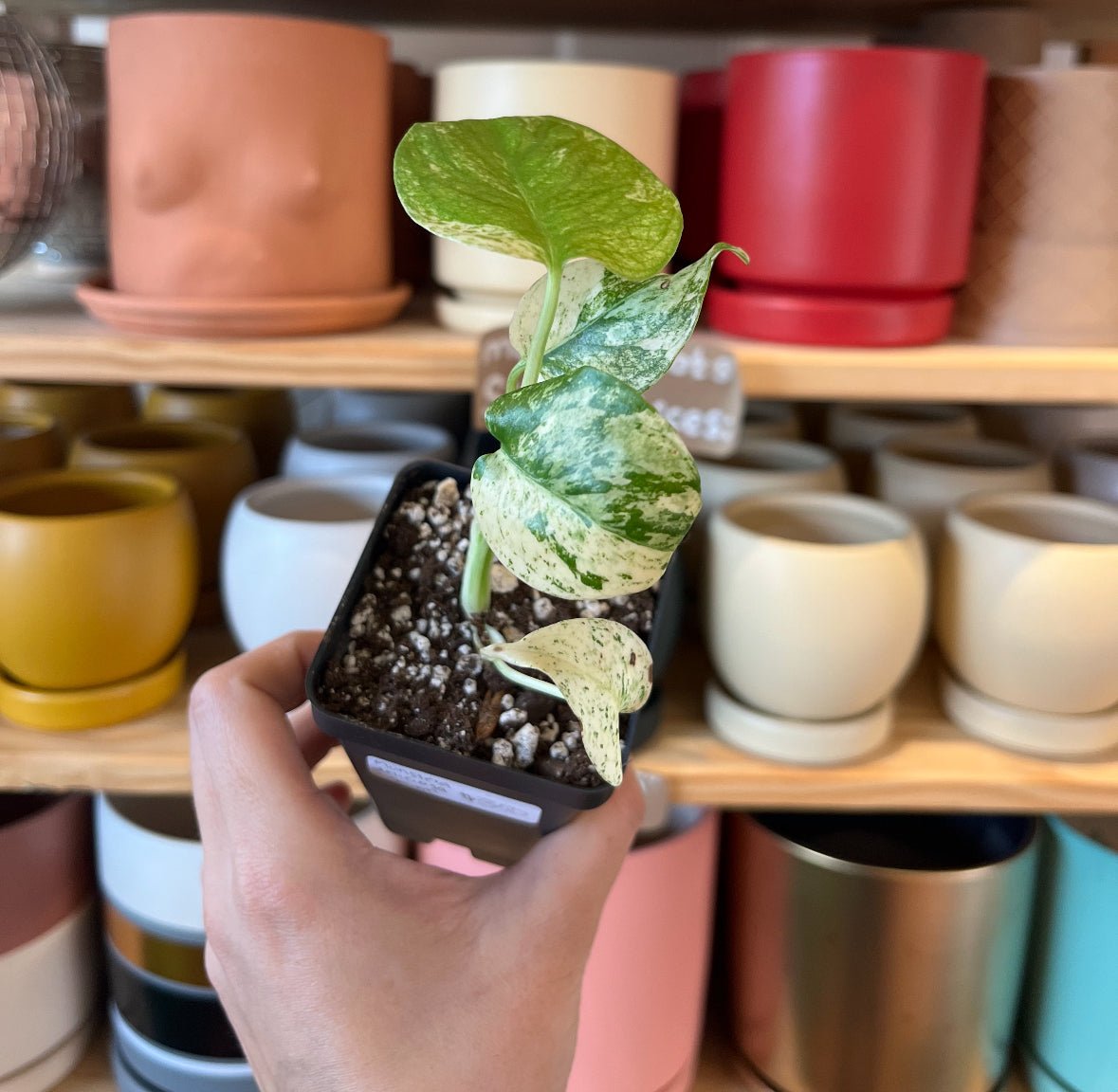 Monstera deliciosa ‘Mint’ (Large Form) - The Plant Lady SF