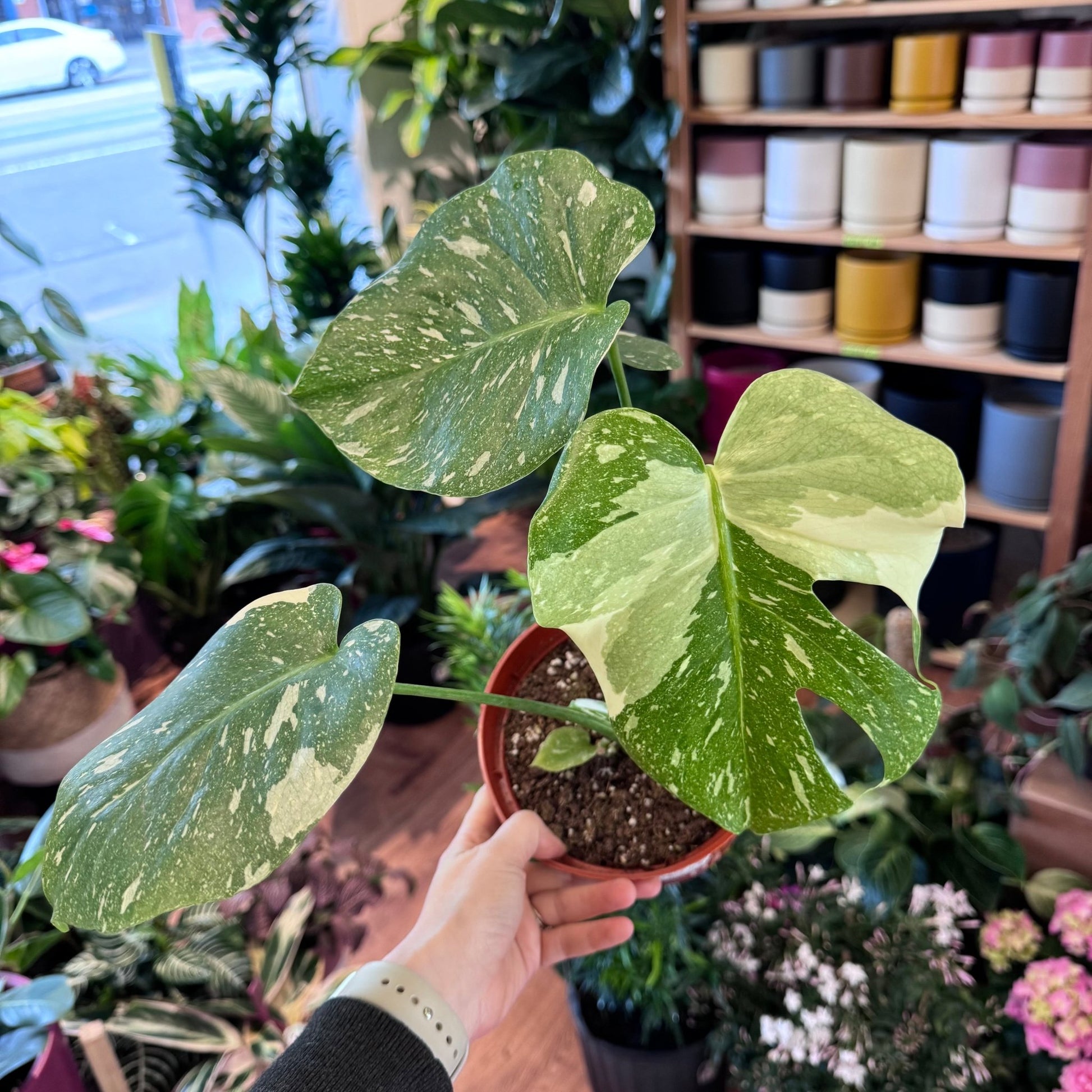 Monstera deliciosa 'Thai Constellation' - The Plant Lady SF