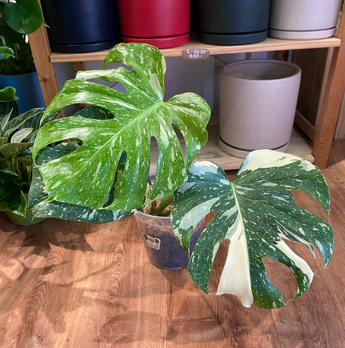 Monstera deliciosa 'Thai Constellation' - The Plant Lady SF