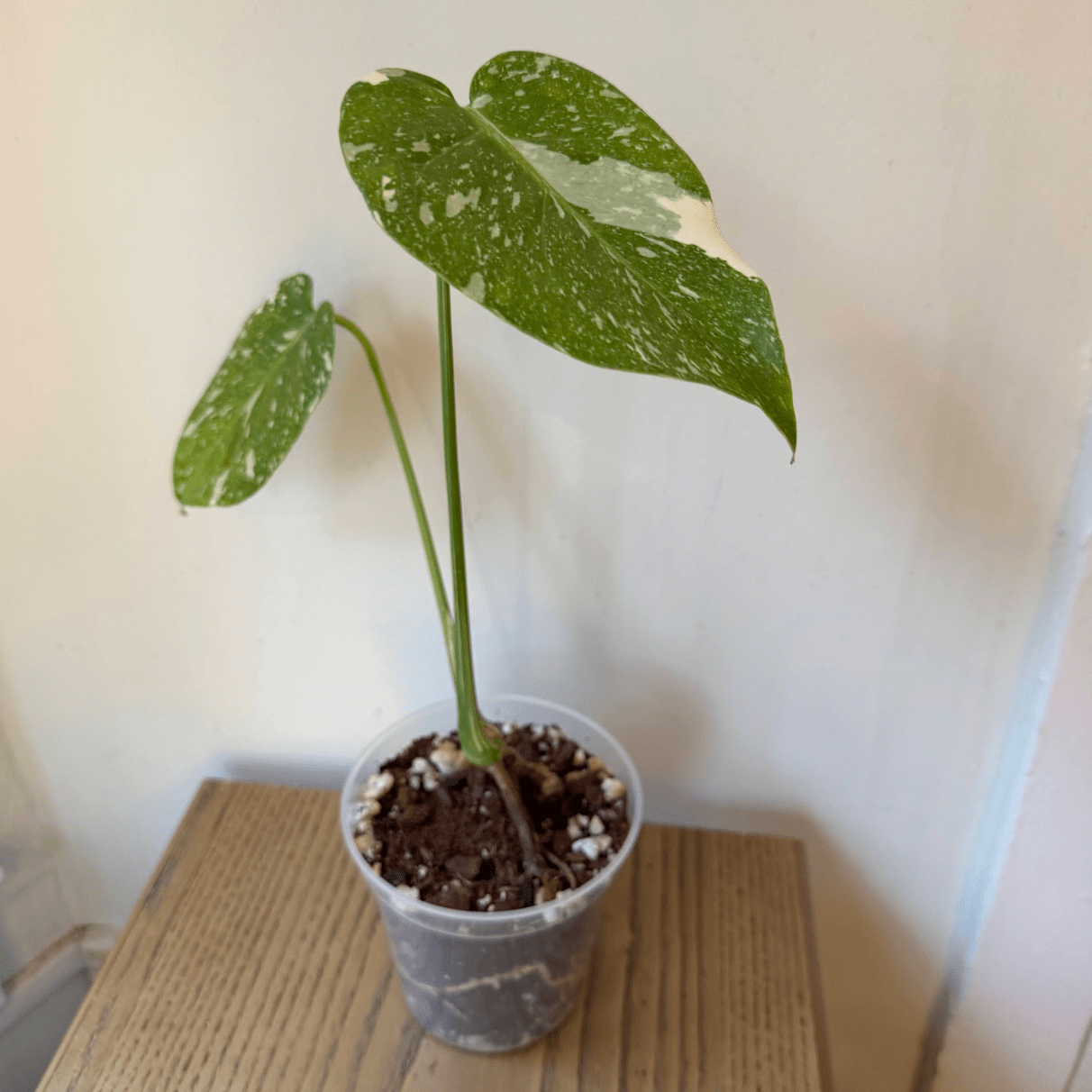 Monstera deliciosa 'Thai Constellation' - The Plant Lady SF