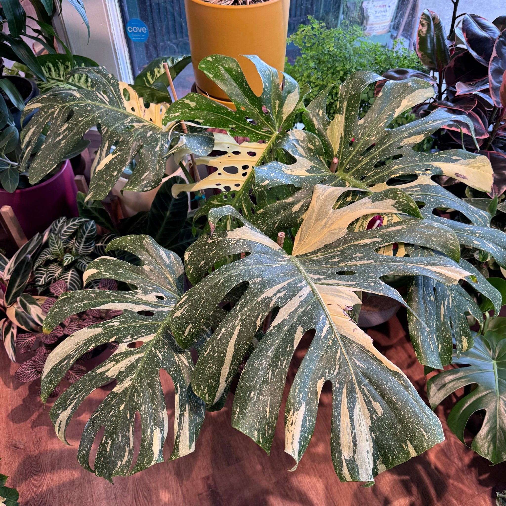 Monstera deliciosa 'Thai Constellation' – The Plant Lady SF