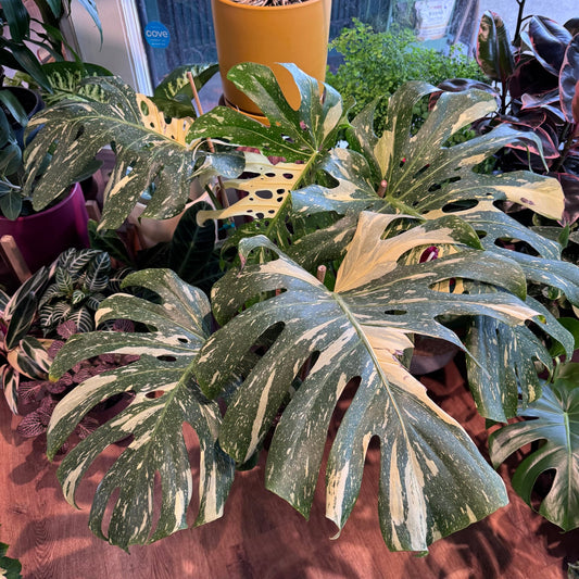 Monstera deliciosa 'Thai Constellation' - The Plant Lady SF