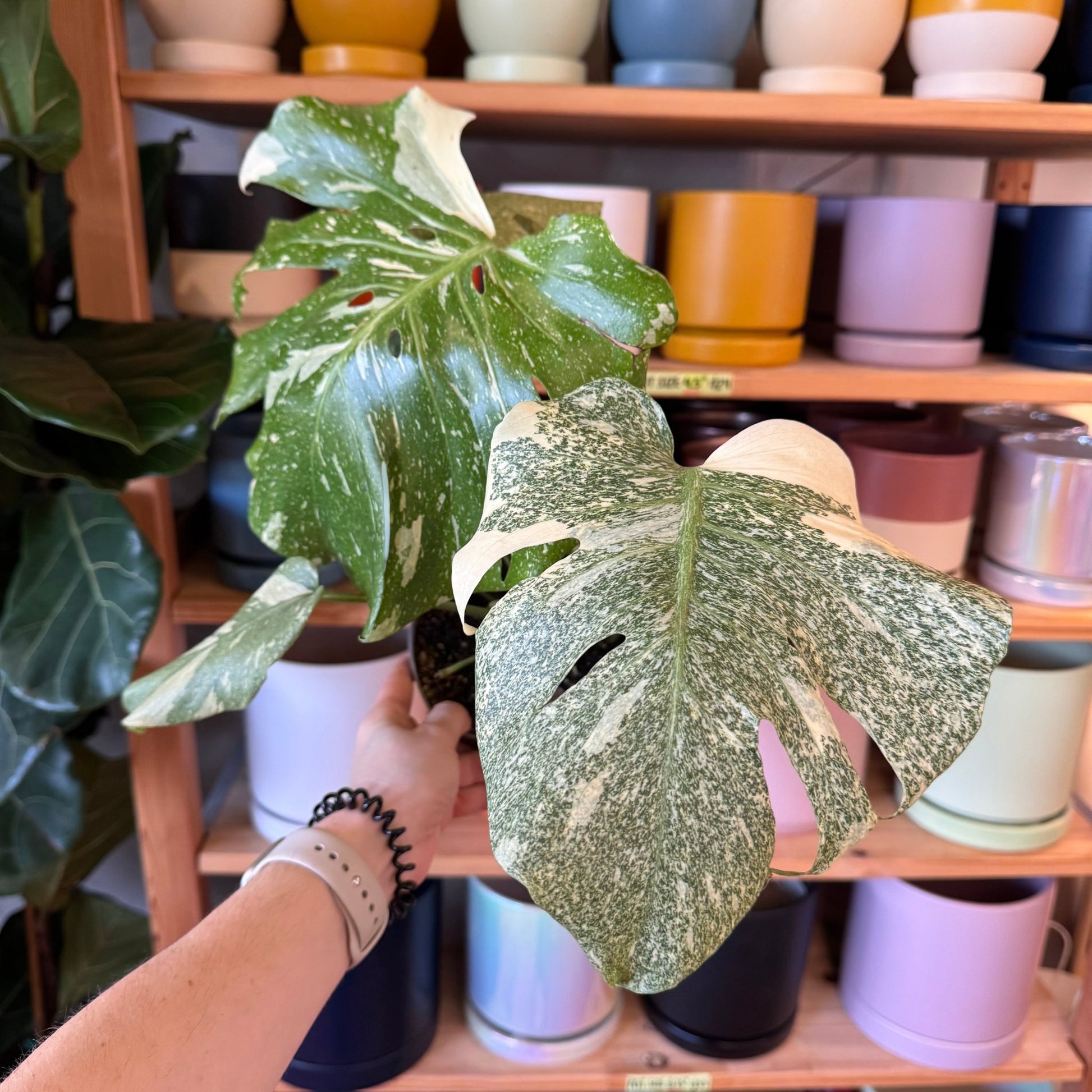 monstera albo vs thai constellation Monstera deliciosa 'Thai Constellation' – The Plant Lady SF