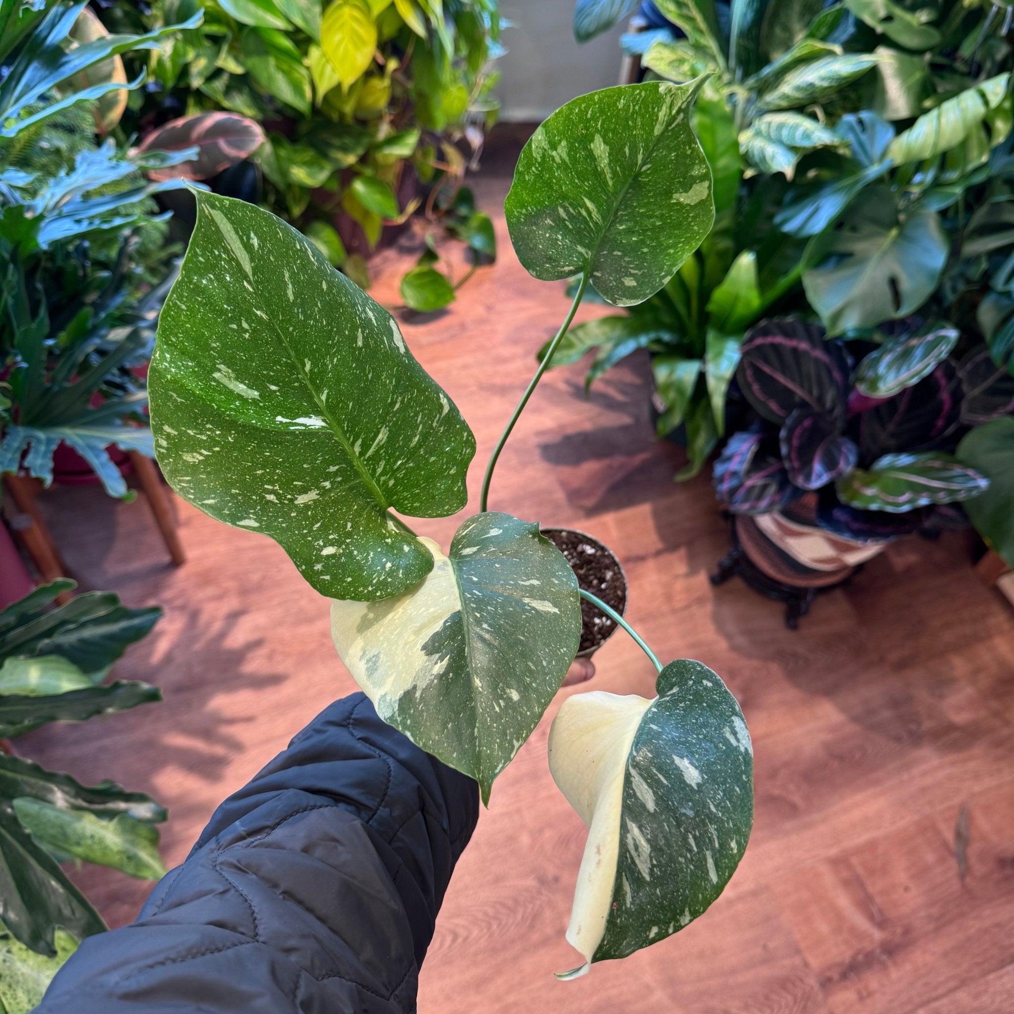 Monstera deliciosa 'Thai Constellation' – The Plant Lady SF