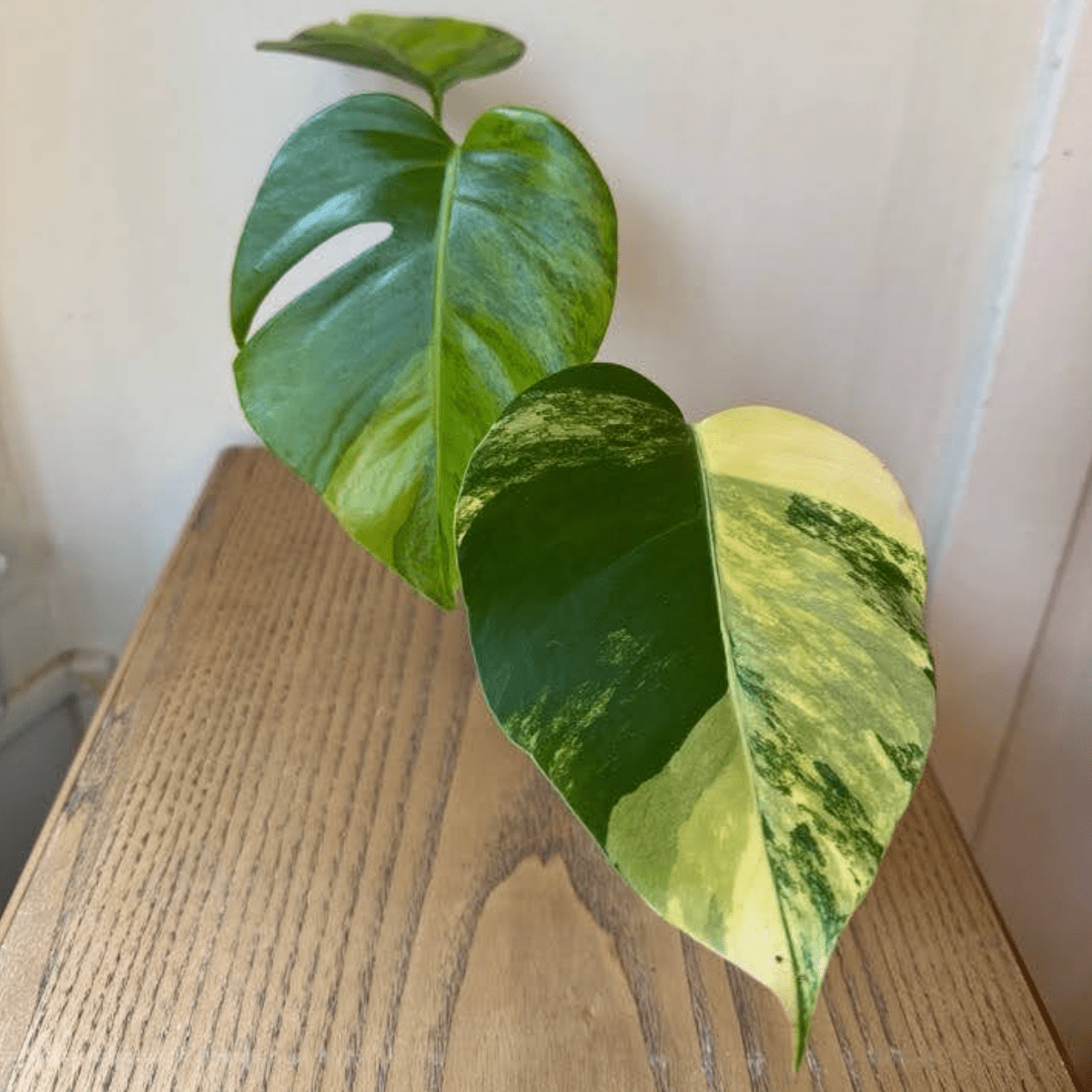 monstera aurea vs deliciosa Monstera deliciosa var. borsigiana 'Marmorata Aurea'