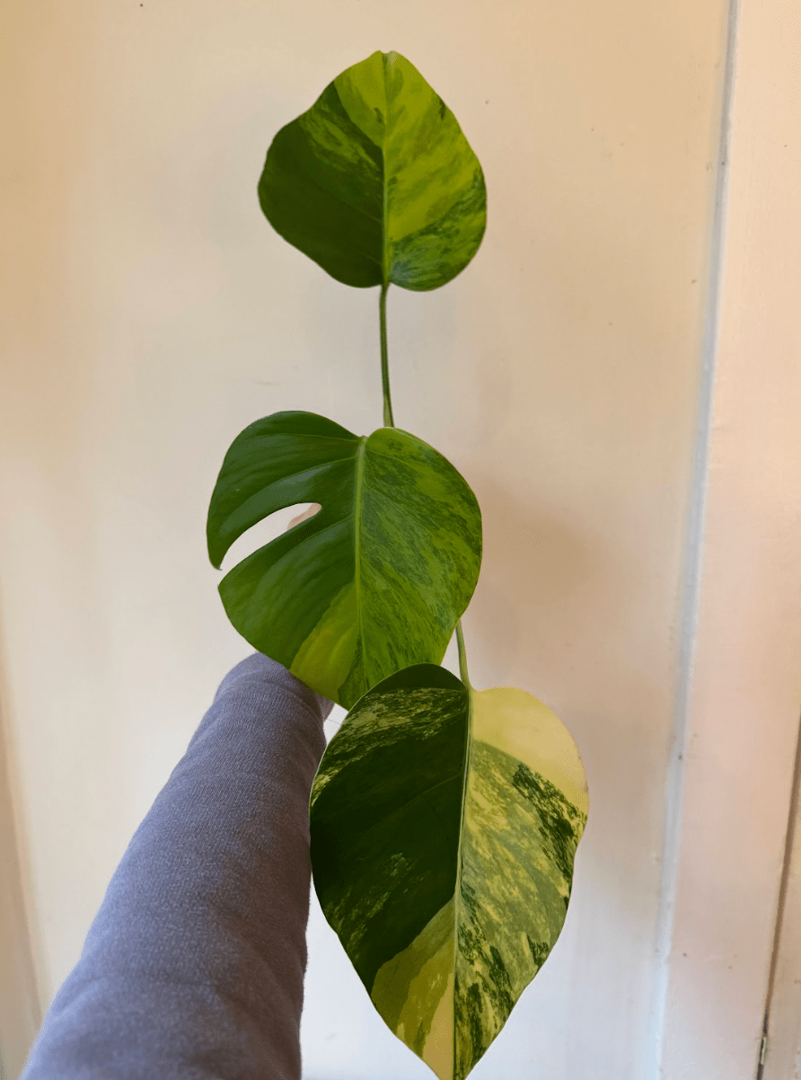 monstera deliciosa borsigiana Monstera deliciosa var. borsigiana 'Marmorata Aurea'