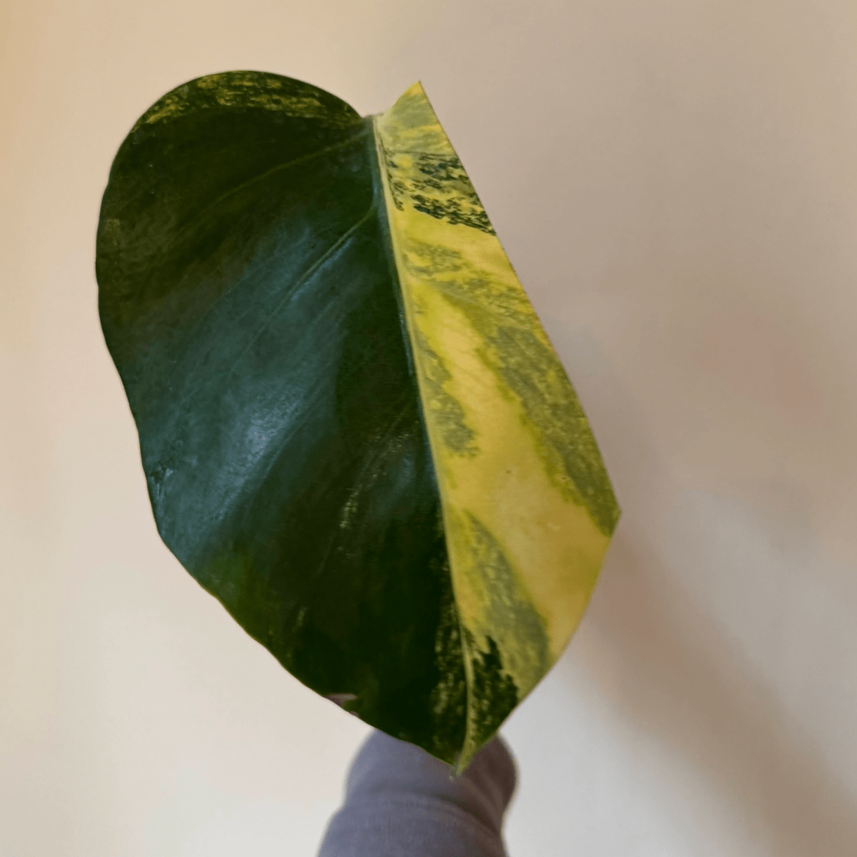 Monstera deliciosa var. borsigiana 'Marmorata Aurea' - The Plant Lady SF