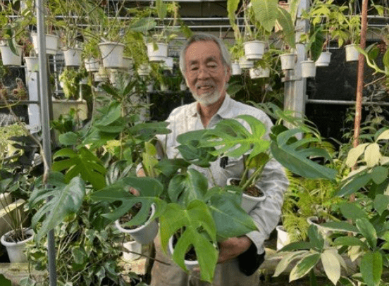 Monstera deliciosa var. compacta "Kunzo" - The Plant Lady SF