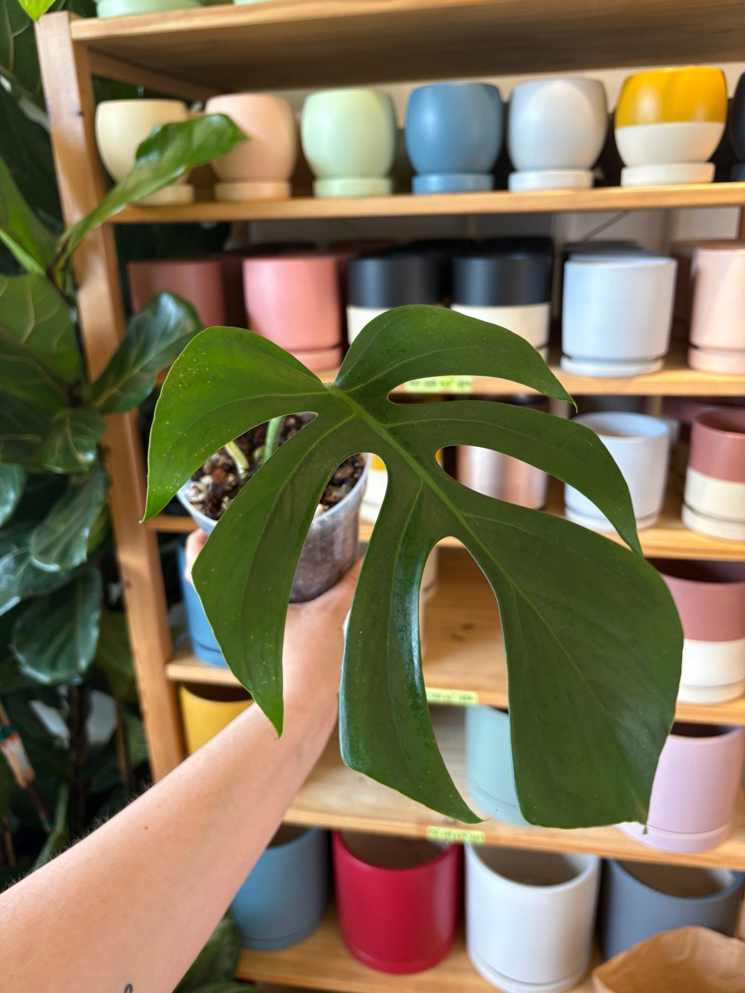 Monstera deliciosa var. sierrana (Hawaiian Form) - The Plant Lady SF