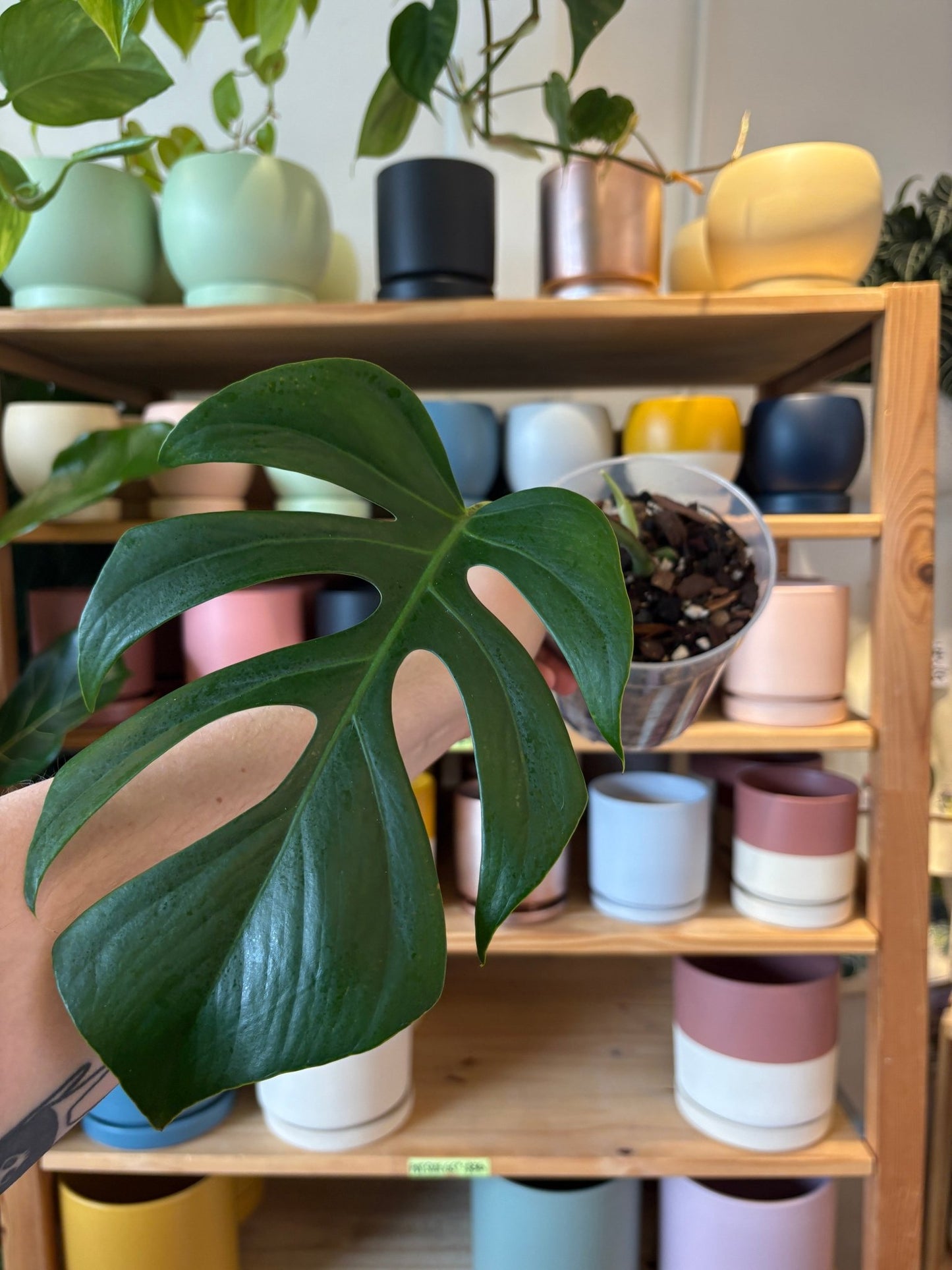 Monstera deliciosa var. sierrana (Hawaiian Form) - The Plant Lady SF