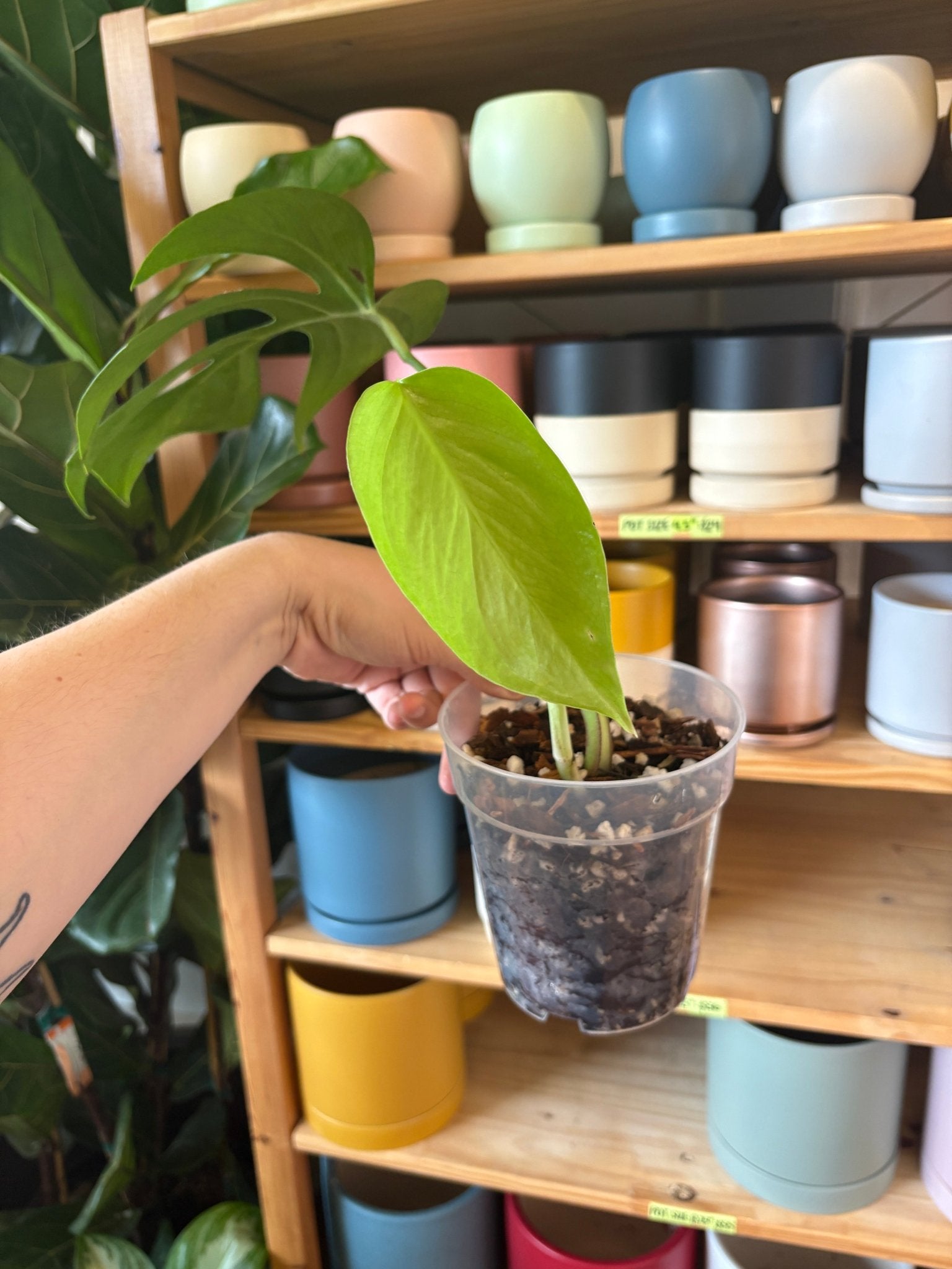 Monstera deliciosa var. sierrana (Hawaiian Form) - The Plant Lady SF