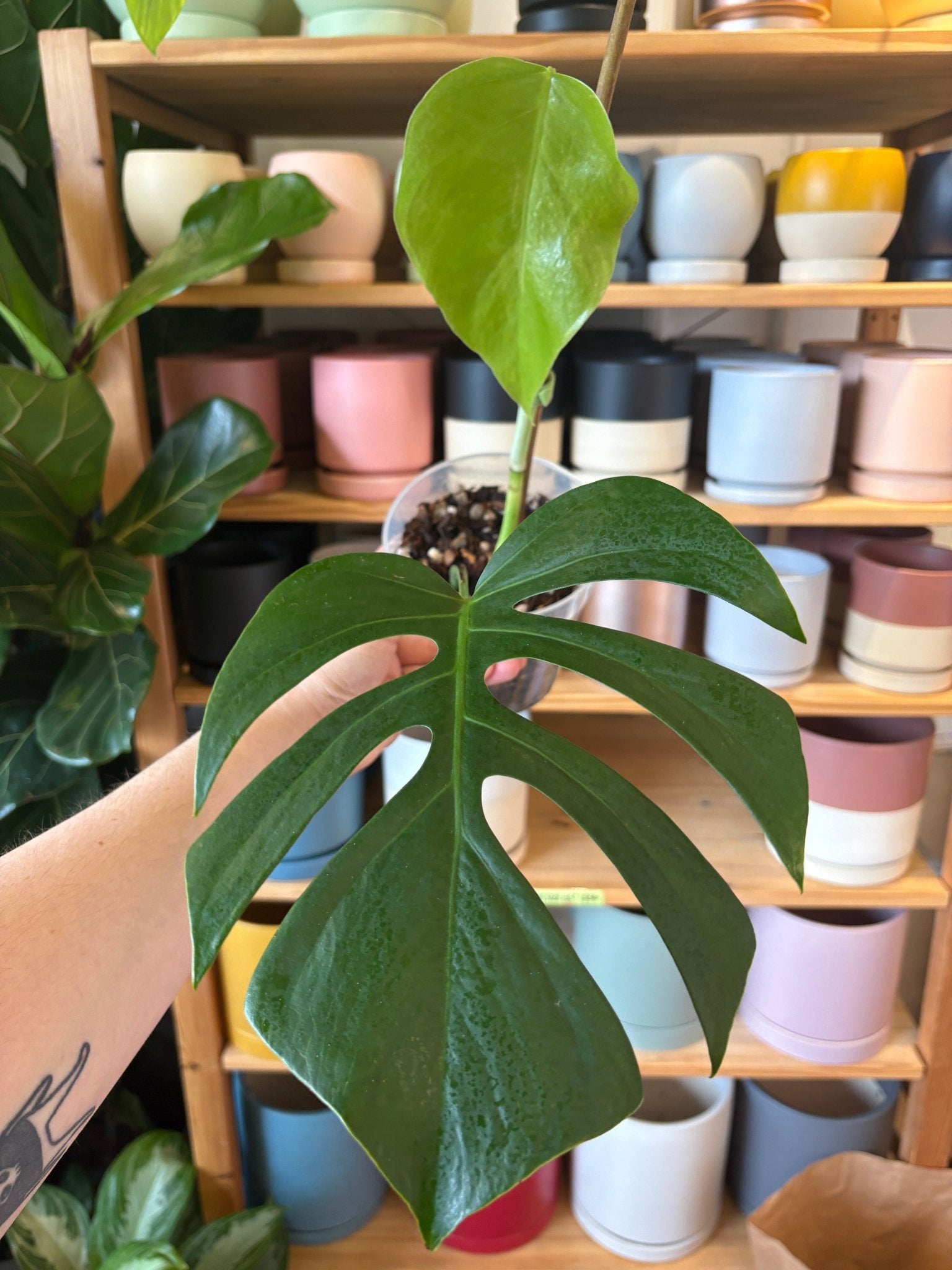 Monstera deliciosa var. sierrana (Hawaiian Form) - The Plant Lady SF