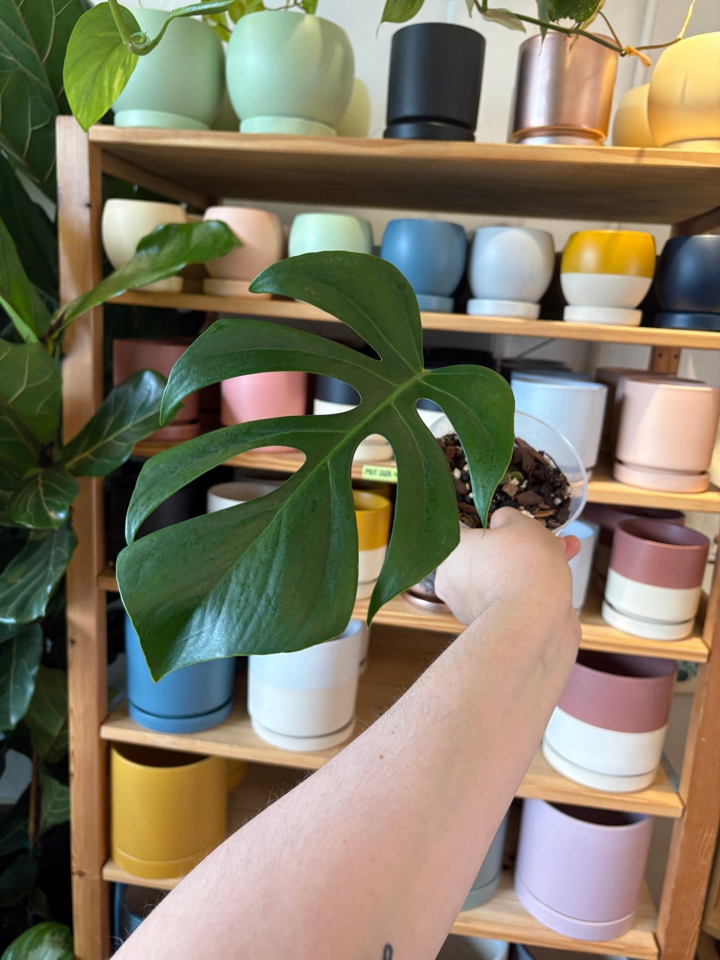 Monstera deliciosa var. sierrana (Hawaiian Form) - The Plant Lady SF