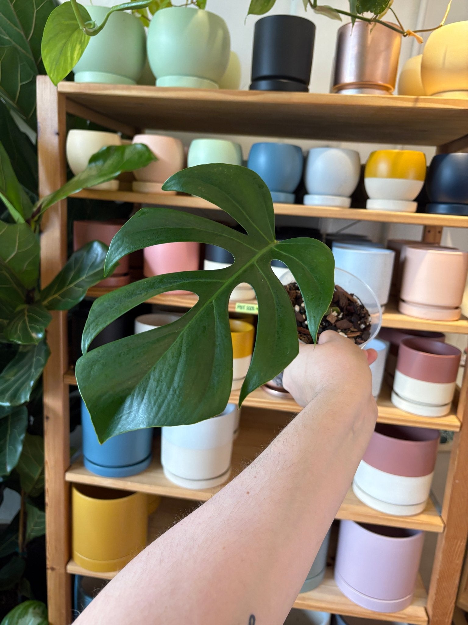 Monstera deliciosa var. sierrana (Hawaiian Form) - The Plant Lady SF