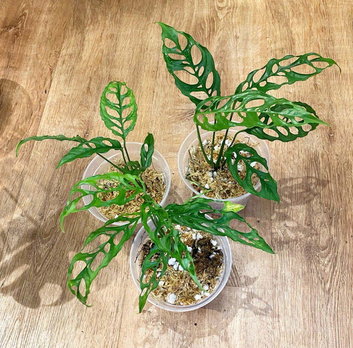 Monstera obliqua (Peruvian form) - The Plant Lady SF