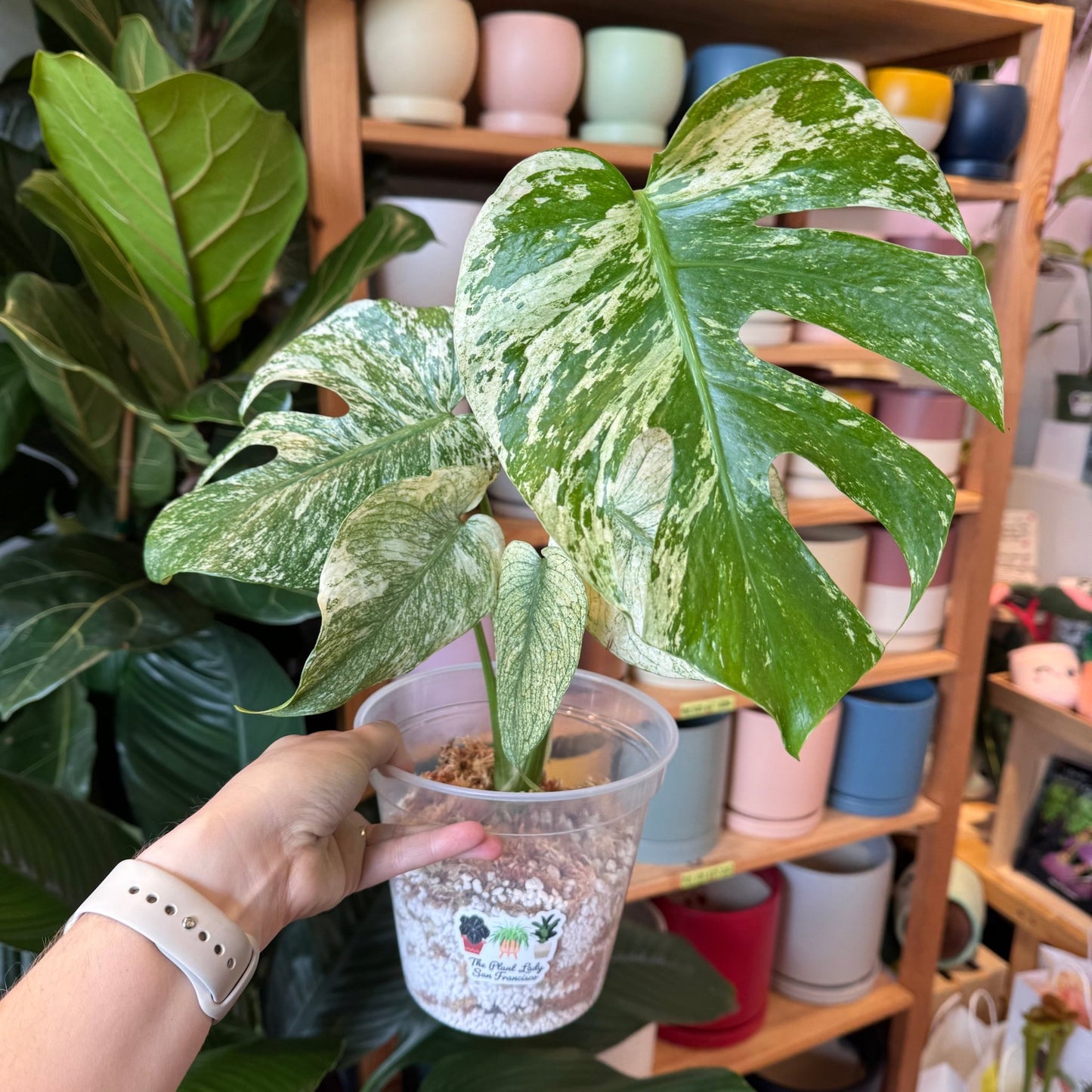 Monstera Silver Star - The Plant Lady SF