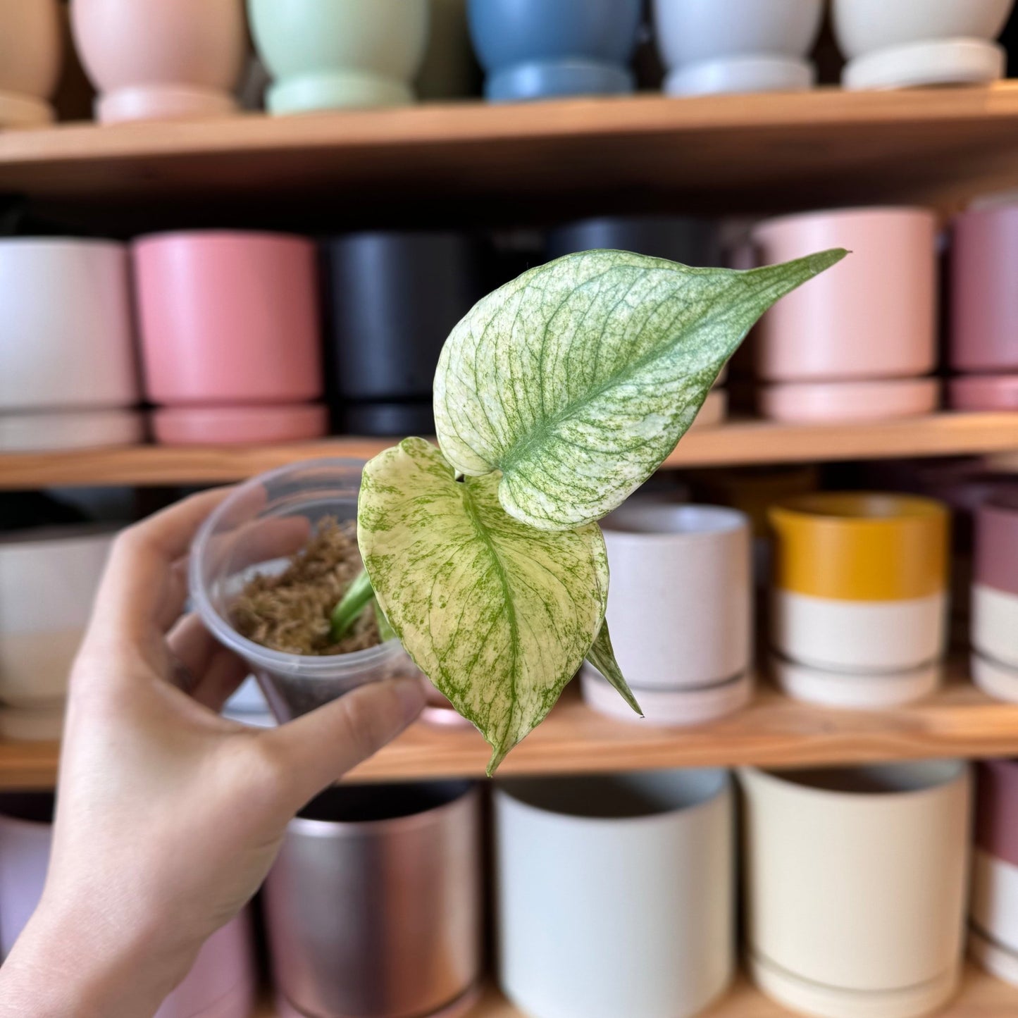 Monstera White Monster - The Plant Lady SF