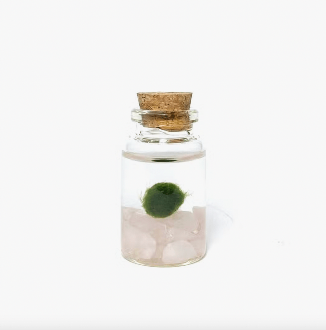 Moss Ball Aquatic Terrarium - The Plant Lady SF