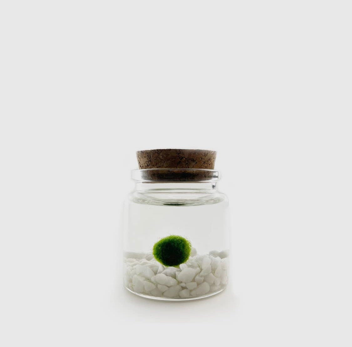 Moss Ball Aquatic Terrarium - The Plant Lady SF
