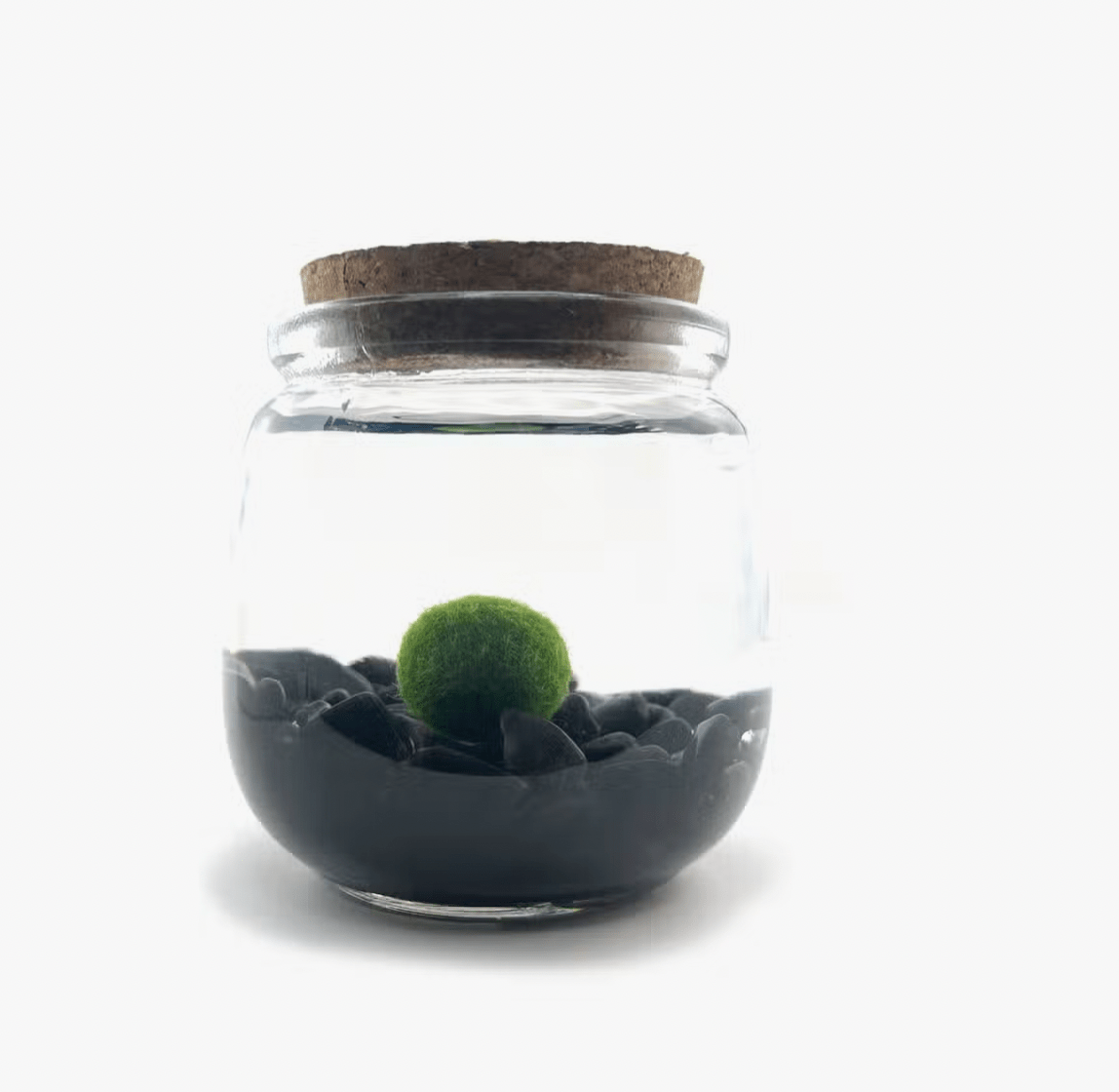 Moss Ball Aquatic Terrarium - The Plant Lady SF