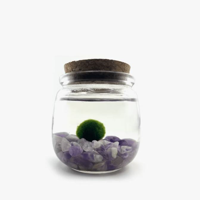 Moss Ball Aquatic Terrarium - The Plant Lady SF