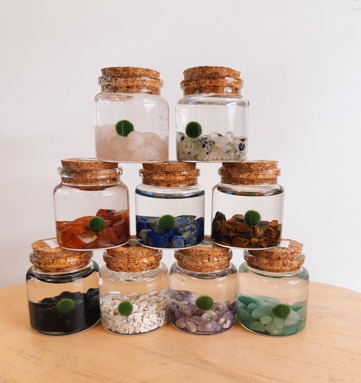 Moss Ball Aquatic Terrarium - The Plant Lady SF