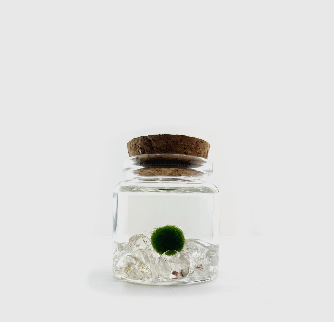 Moss Ball Aquatic Terrarium - The Plant Lady SF