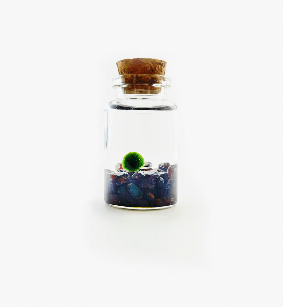 Moss Ball Aquatic Terrarium - The Plant Lady SF